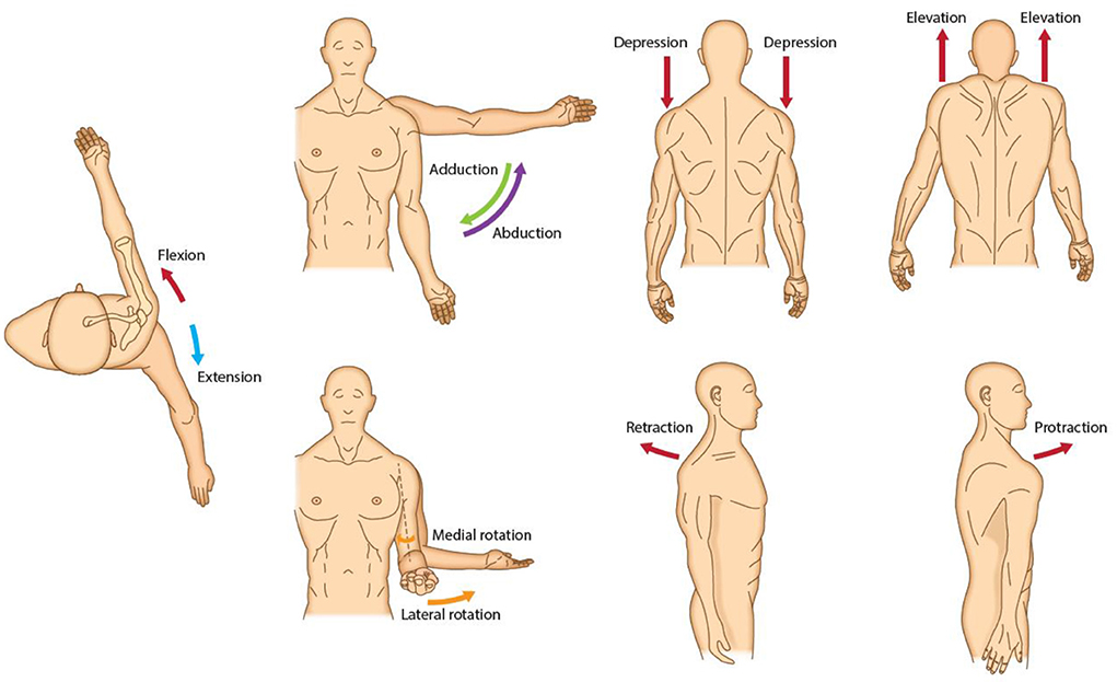 Lateral rotation 2025 of shoulder
