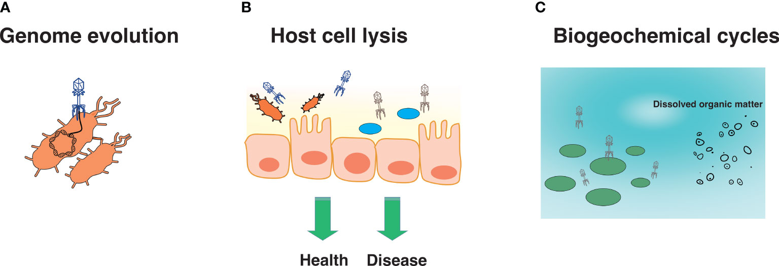 Frontiers  A Novel Lineage of Cile-Like Viruses Discloses the