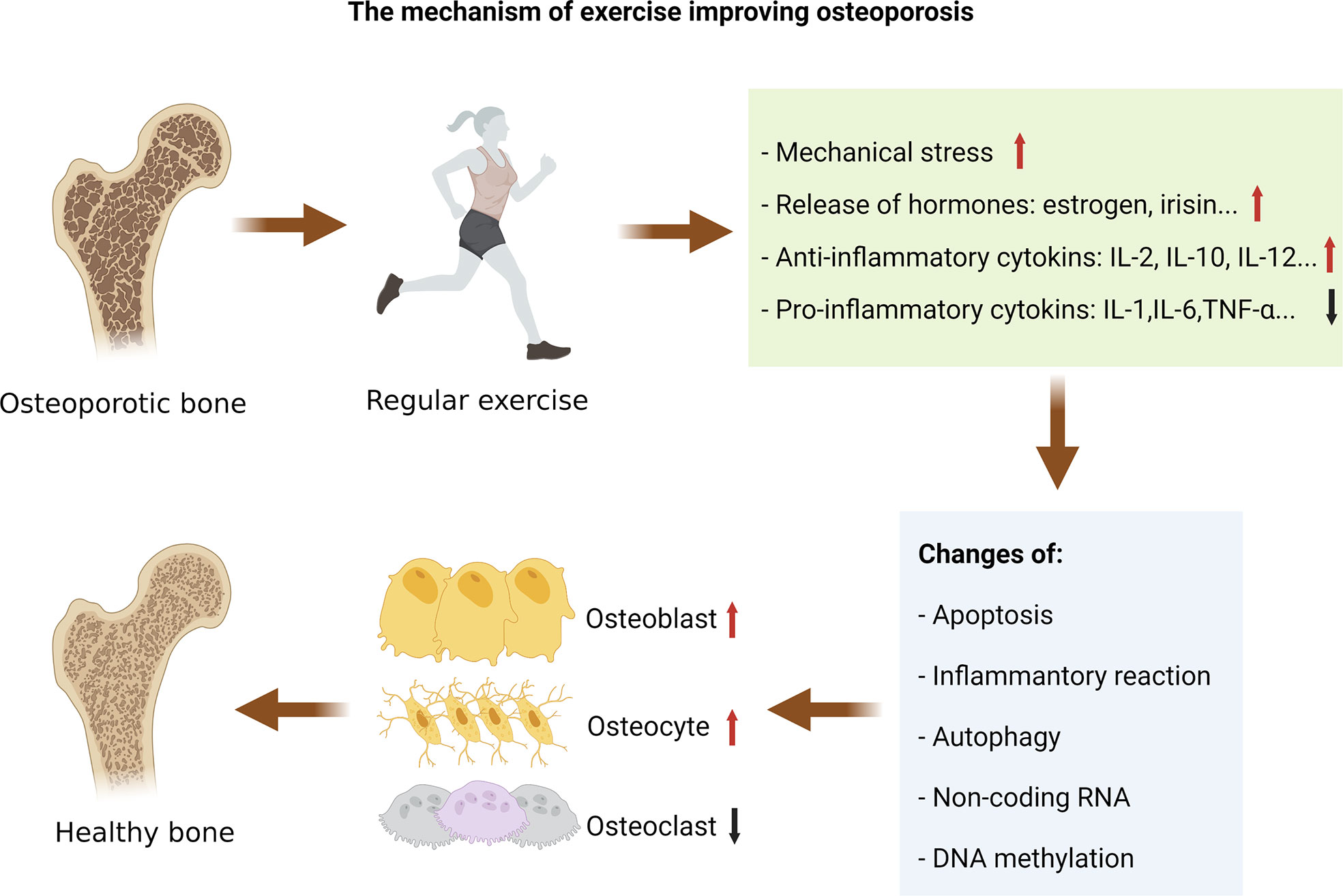 Frontiers Exercise For Osteoporosis A Literature Review Of Pathology 