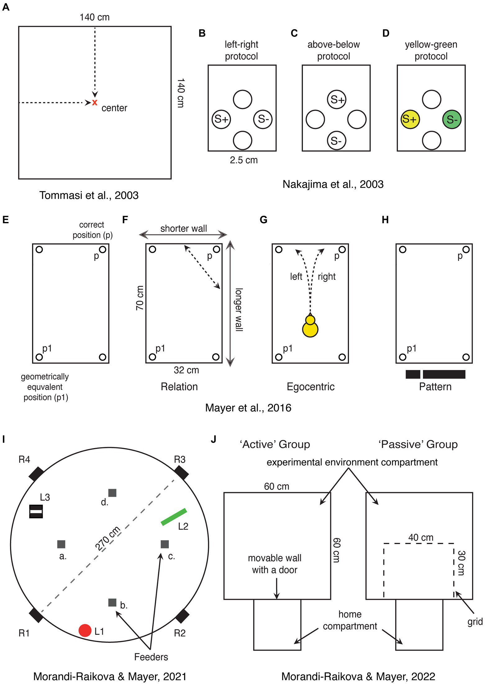 Frontiers  Common Patterns of Skull Bone Fusion and Their Potential to  Discriminate Different Ontogenetic Stages in Extant Birds