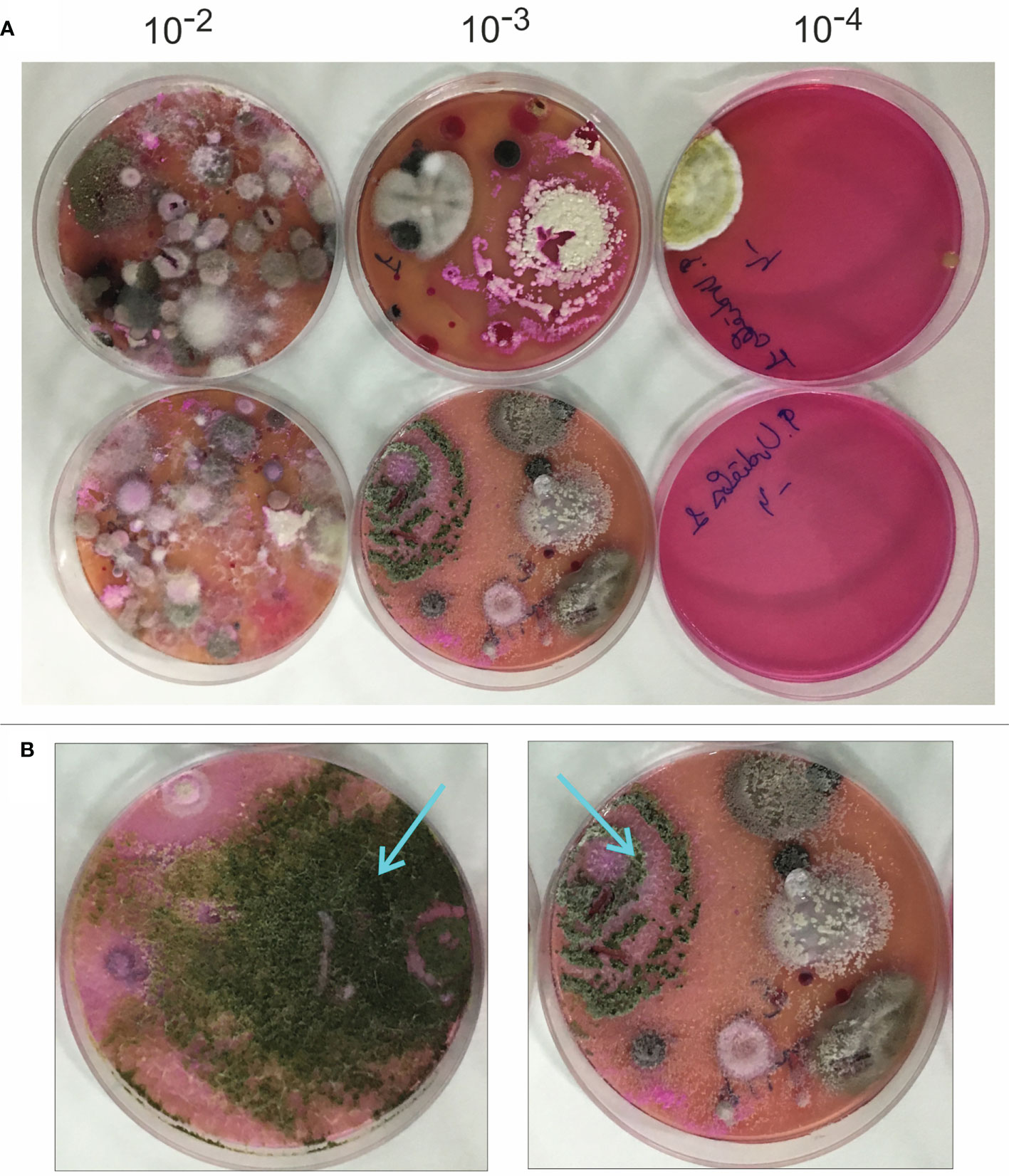 Agar-Agar 2 x 4 g Natali 