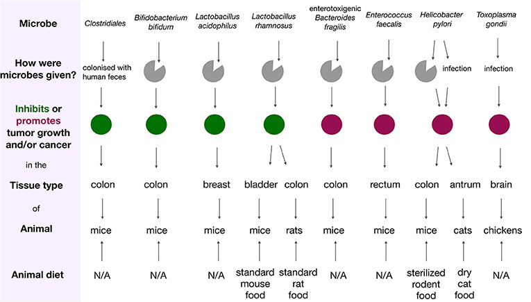 Figure 1 - Examples of microbes that promote or inhibit tumor (and/or cancer) development in non-human animals.