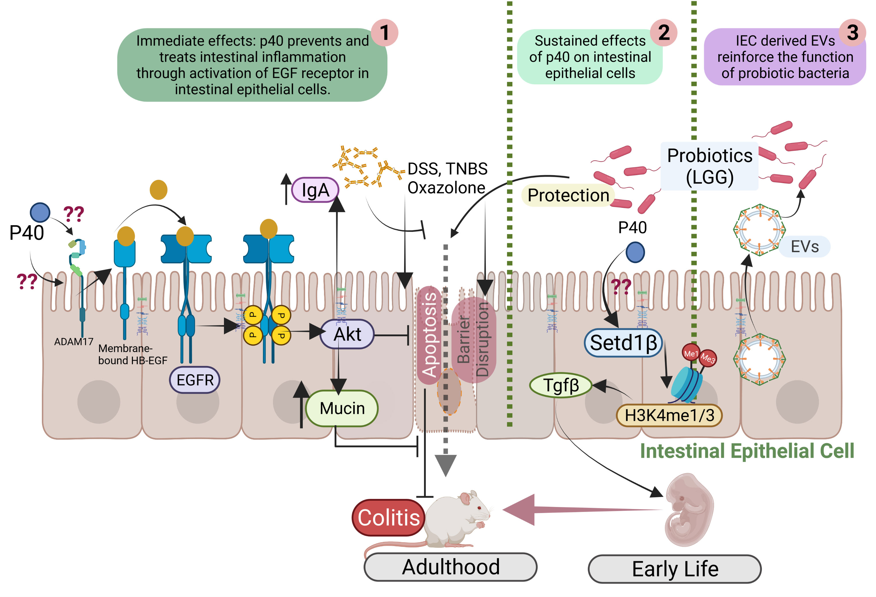 epithelial cells exhibit modifications that adapt them for