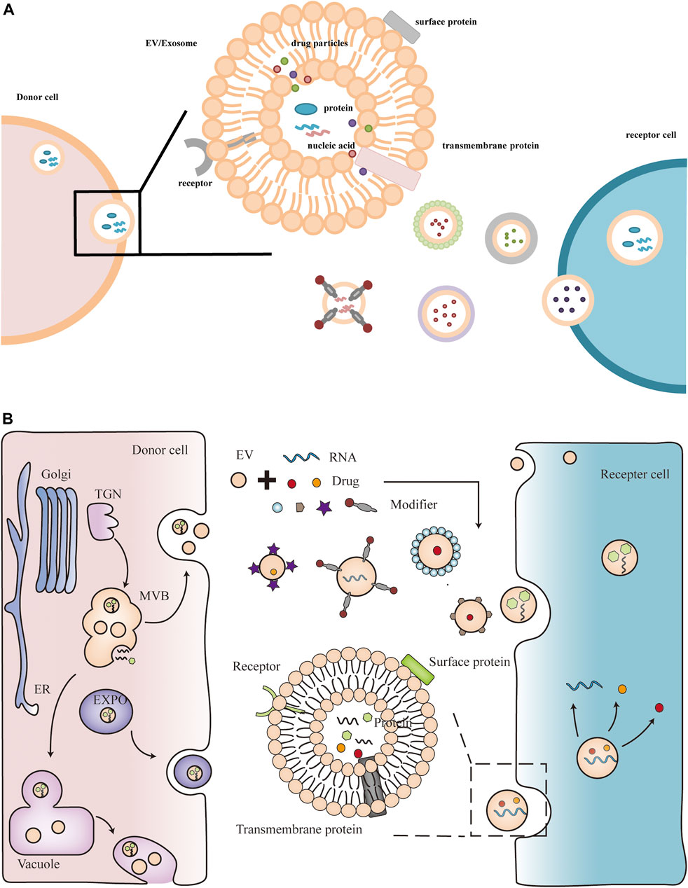 Frontiers Plant Extracellular Vesicles A Novel Bioactive Nanoparticle For Tumor Therapy