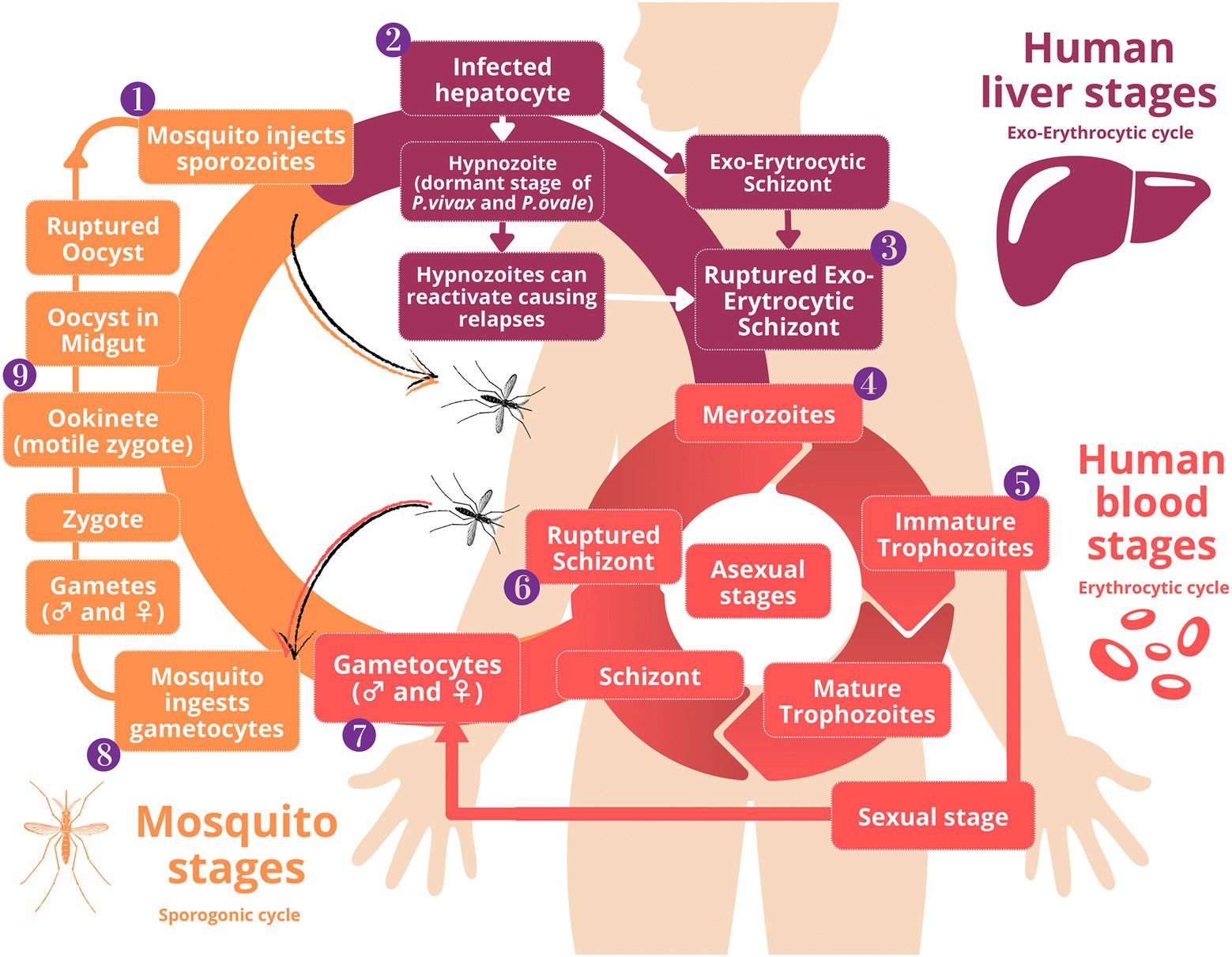 Le diagnostic de malaria au cabinet : comment gérer l'incertitude ?