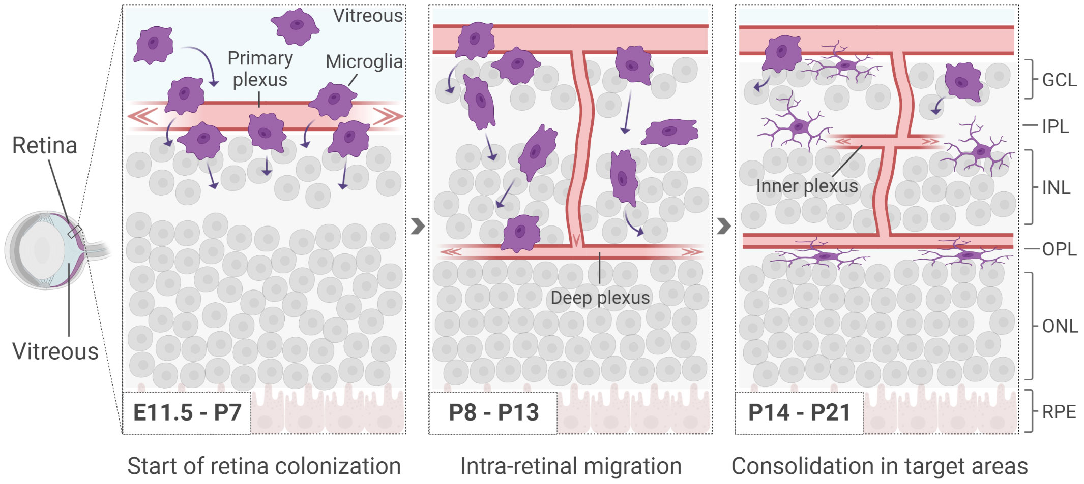 Frontiers  Exploring the Retinal Binding Cavity of