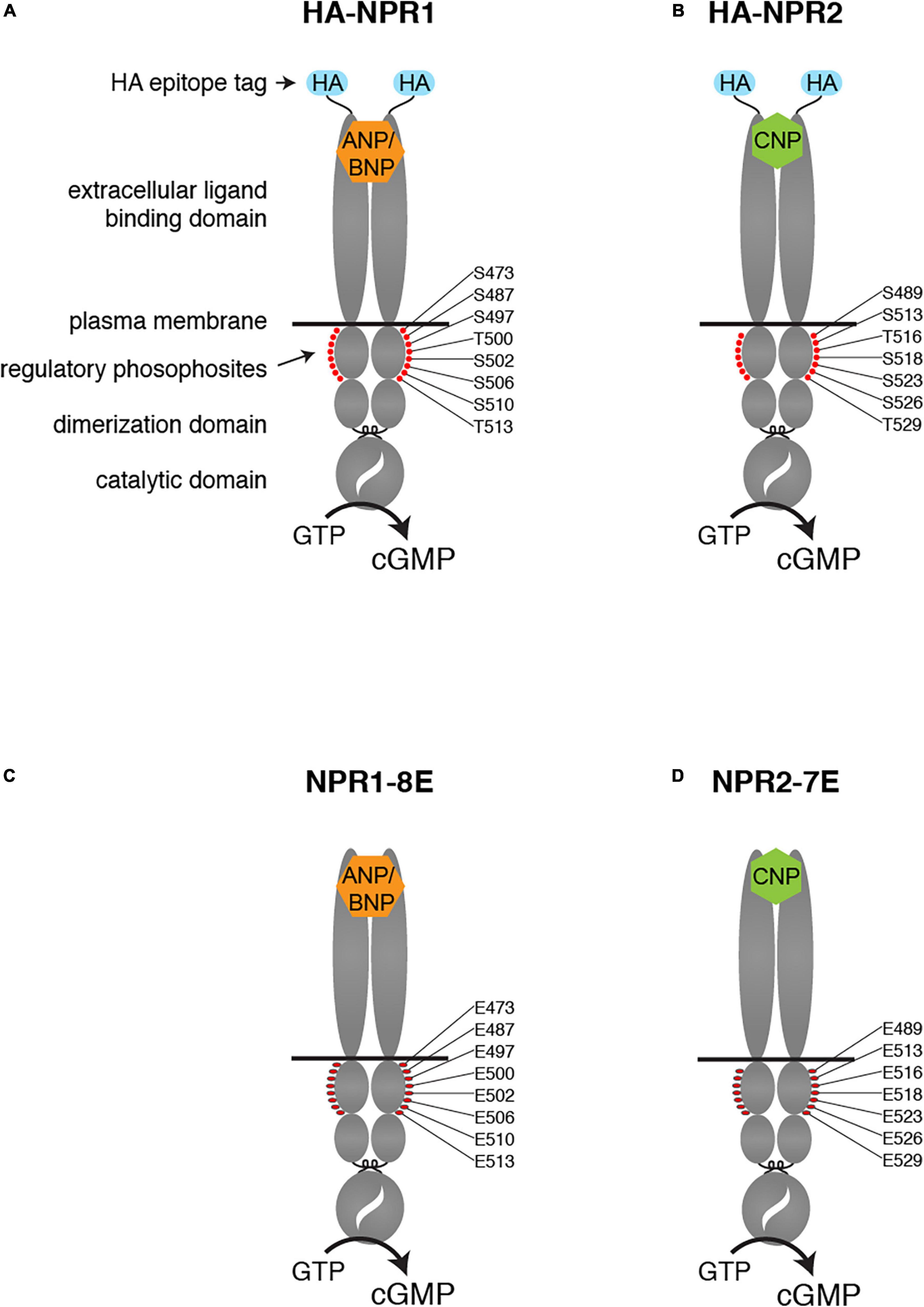 Frontiers  Multilimbed membrane guanylate cyclase signaling