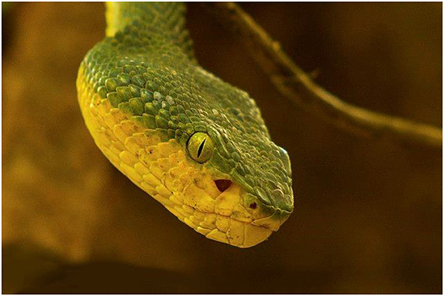 Figure 2 - Image of Pit Viper.