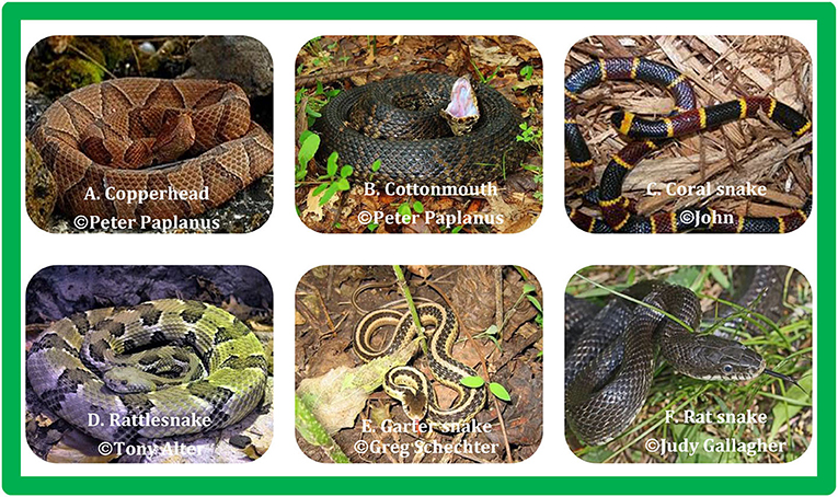 Figure 3 - Snakes found in the United States may be venomous (such as the copperhead, cottonmouth, coral snake, and rattlesnake) or non-venomous (such as garter snakes and rat snakes).