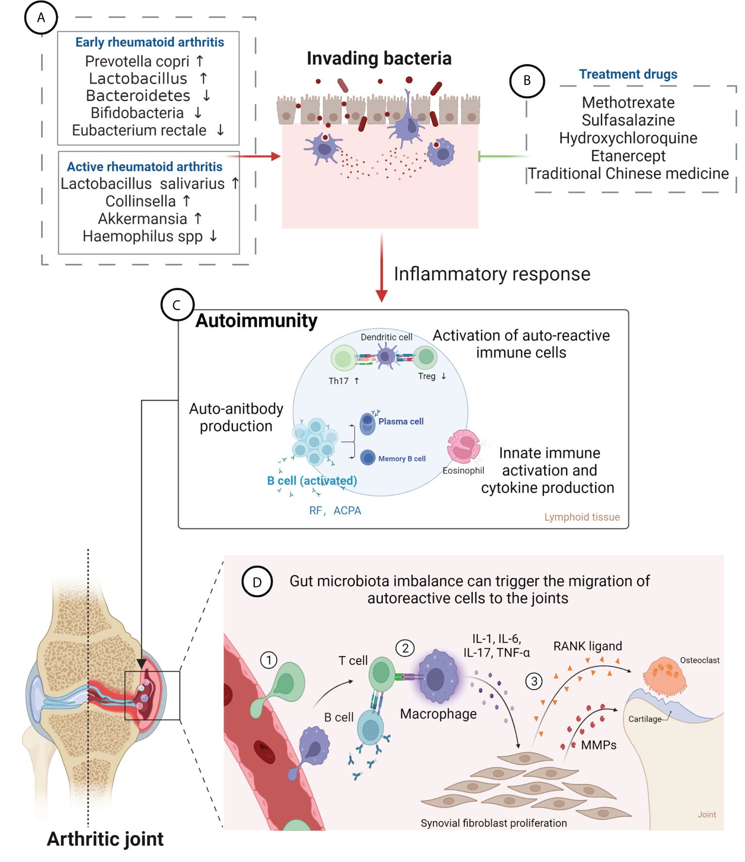 Frontiers Gut Microbiota And Rheumatoid Arthritis From 56 OFF
