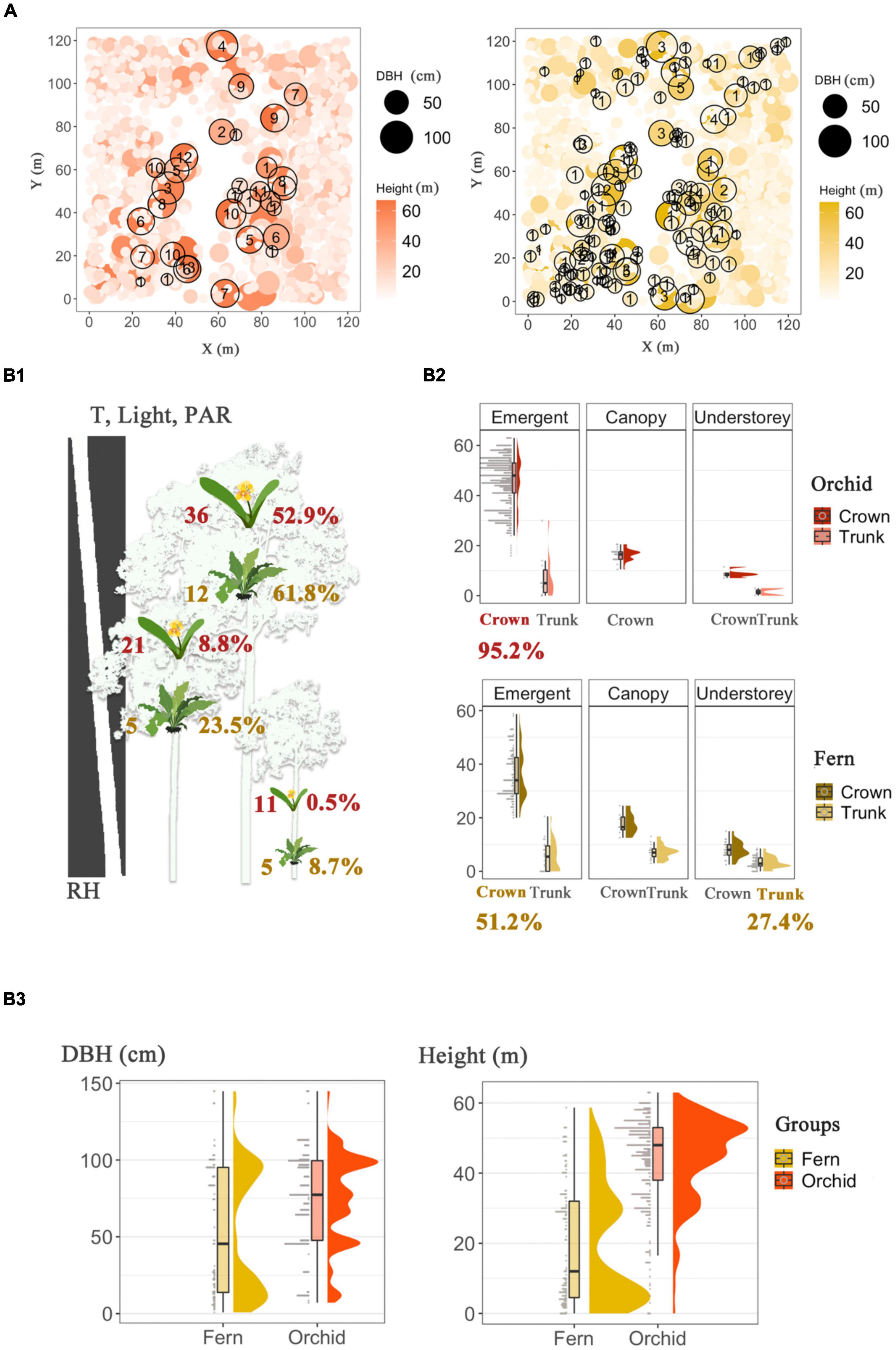 PDF) Vascular epiphytic community along elevational zone in sub-tropical  forest ecosystem