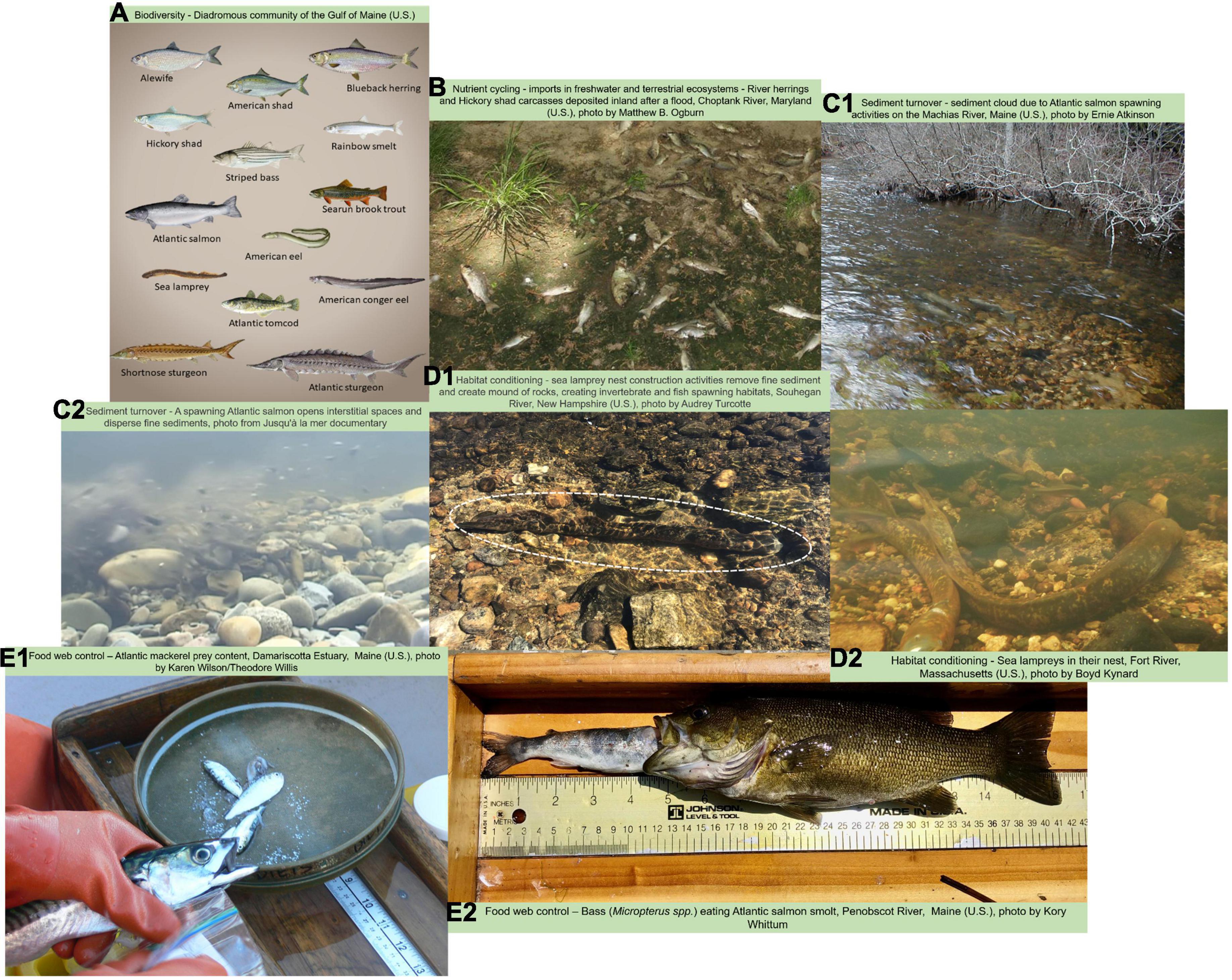 Frontiers  The diadromous watersheds-ocean continuum: Managing diadromous  fish as a community for ecosystem resilience