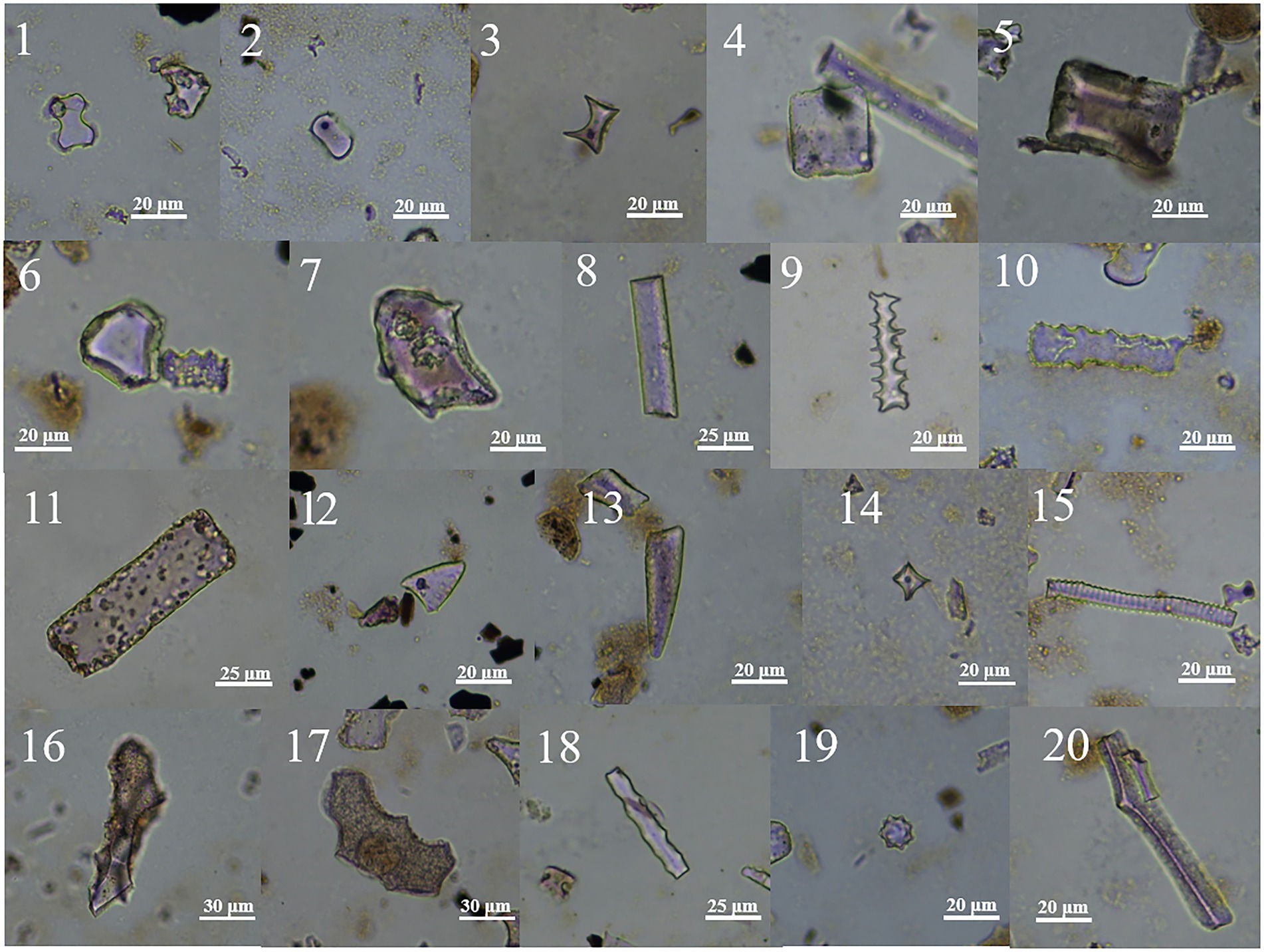 Frontiers | Surface phytolith and pollen assemblages of a low-latitude ...