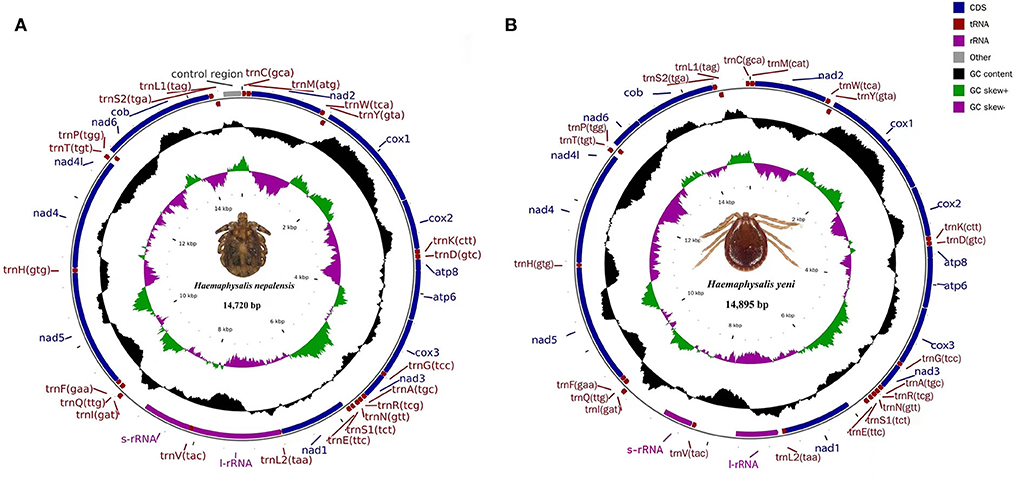 Frontiers | Complete mitogenomes and phylogenetic relationships of Haemaphysalis nepalensis and Haemaphysalis yeni Frontiers | Complete mitogenomes and phylogenetic relationships of Haemaphysalis nepalensis and Haemaphysalis yeni