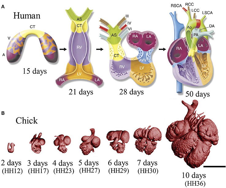 Heart Tube Formation  ditki medical and biological sciences