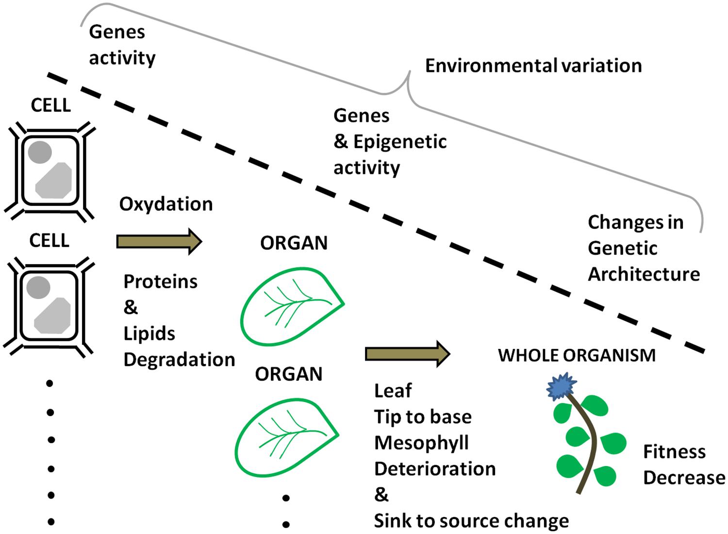 bushes gene sequence definition bushes gene sequence definition