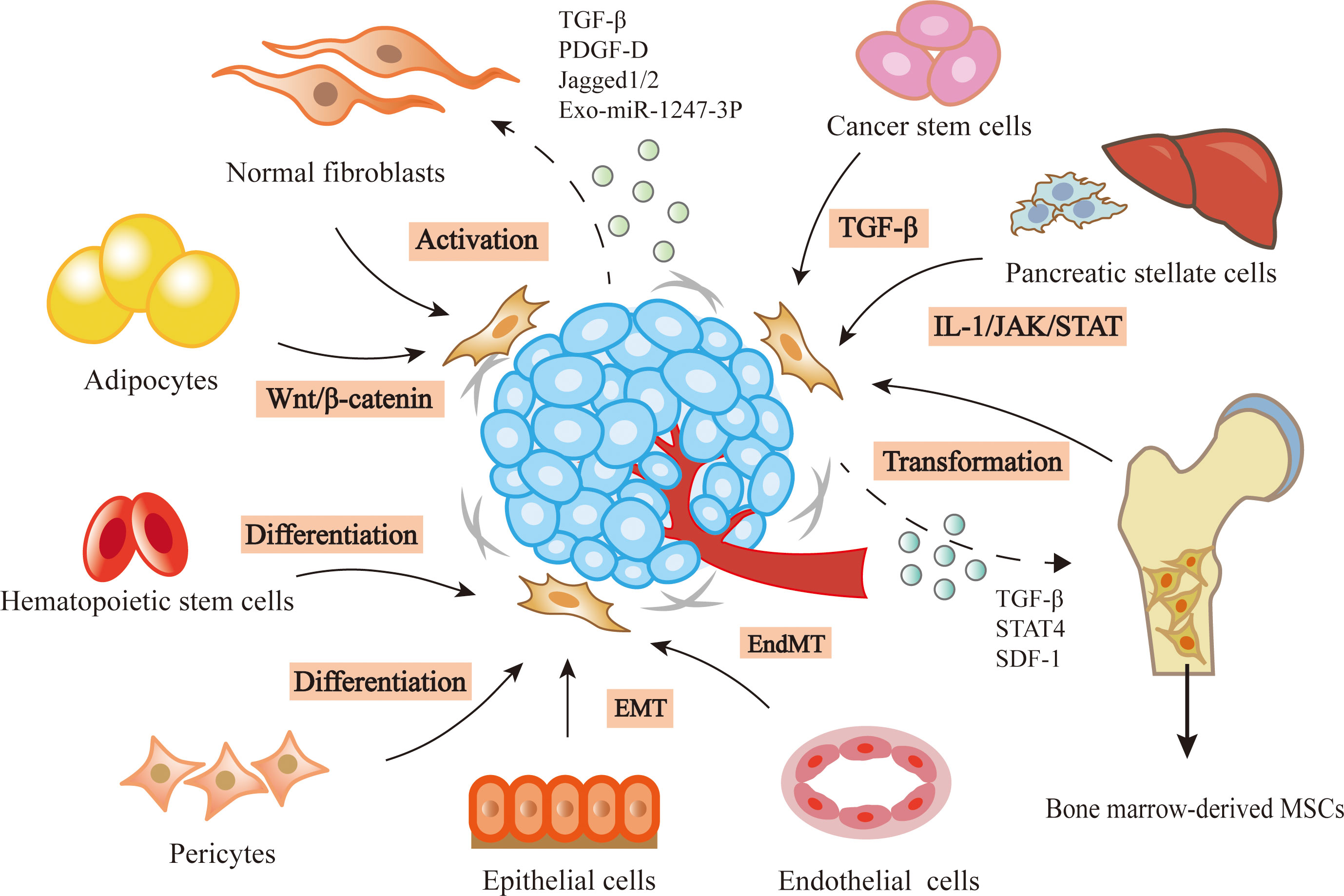 Frontiers | The recent advances of cancer associated fibroblasts 