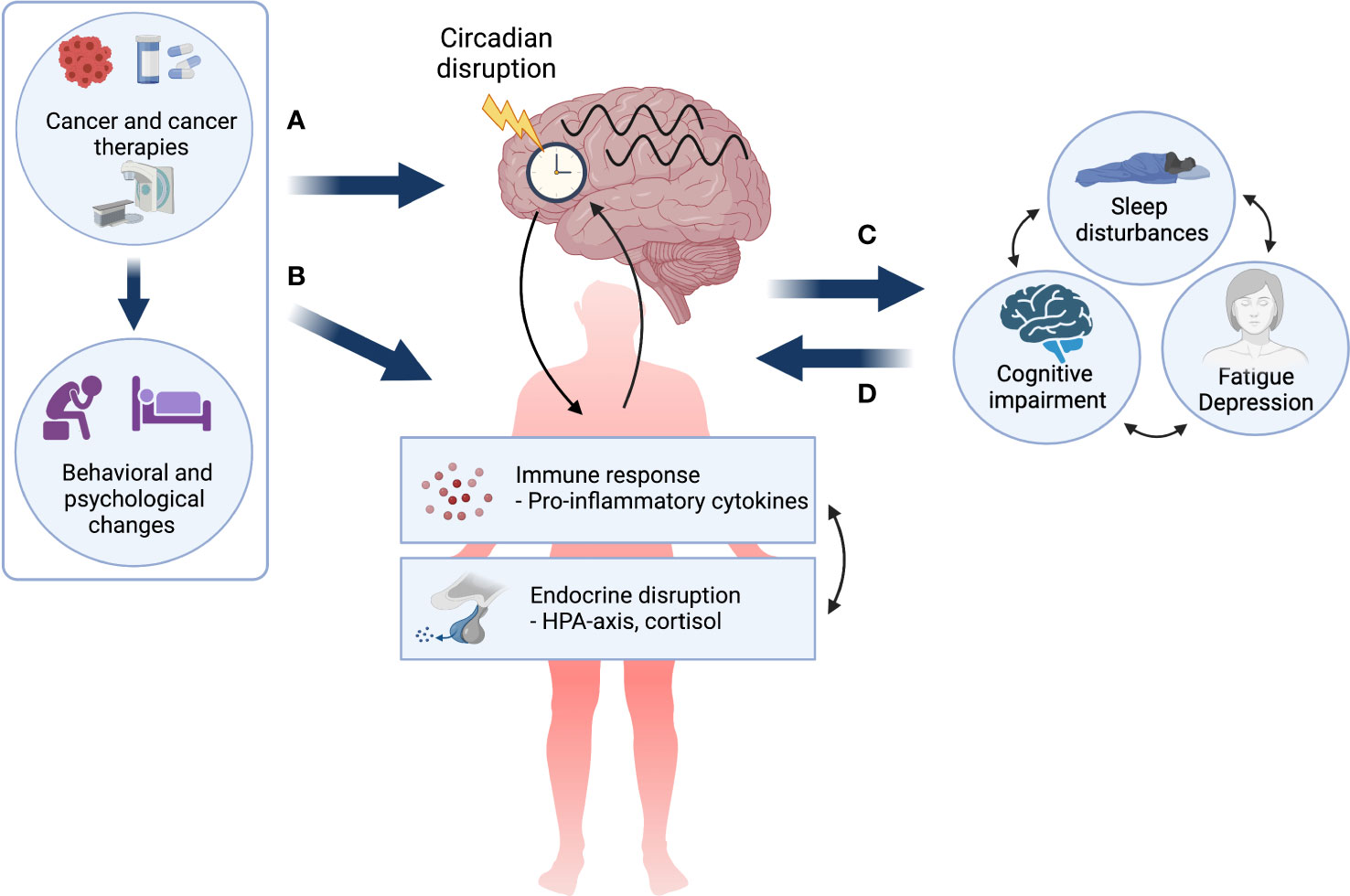Frontiers Diurnal Variations in Neural Activity of Healthy Human