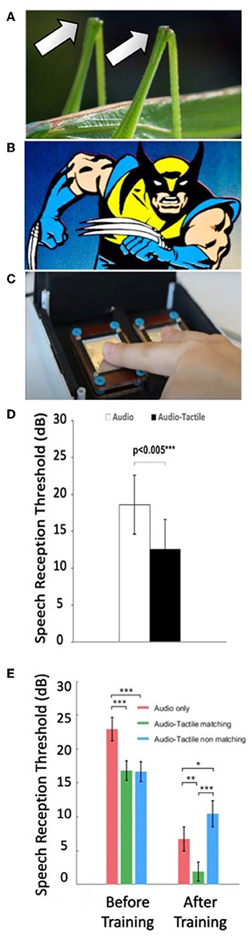 Figure 1 - (A) Crickets have evolved ears on their knees, which give them excellent hearing.