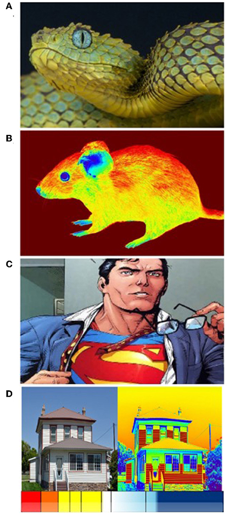 Figure 2 - (A) Snakes have evolved thermal vision.
