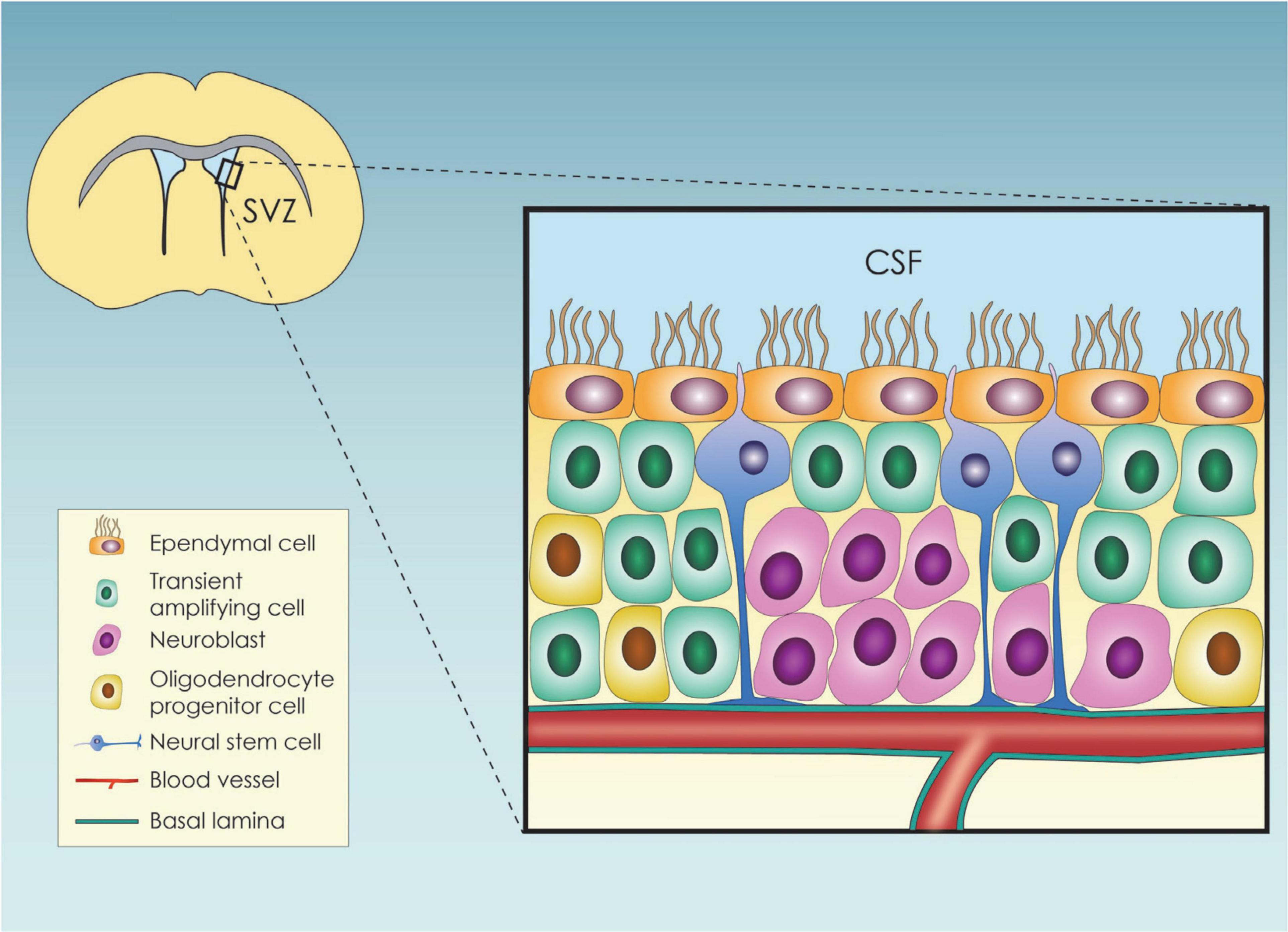 Frontiers Metabolic Regulation Of The Neural Stem Cell Fate 
