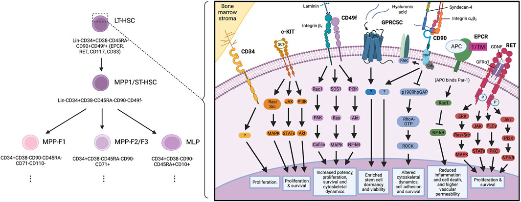 Frontiers Markers For Human Haematopoietic Stem Cells The Disconnect