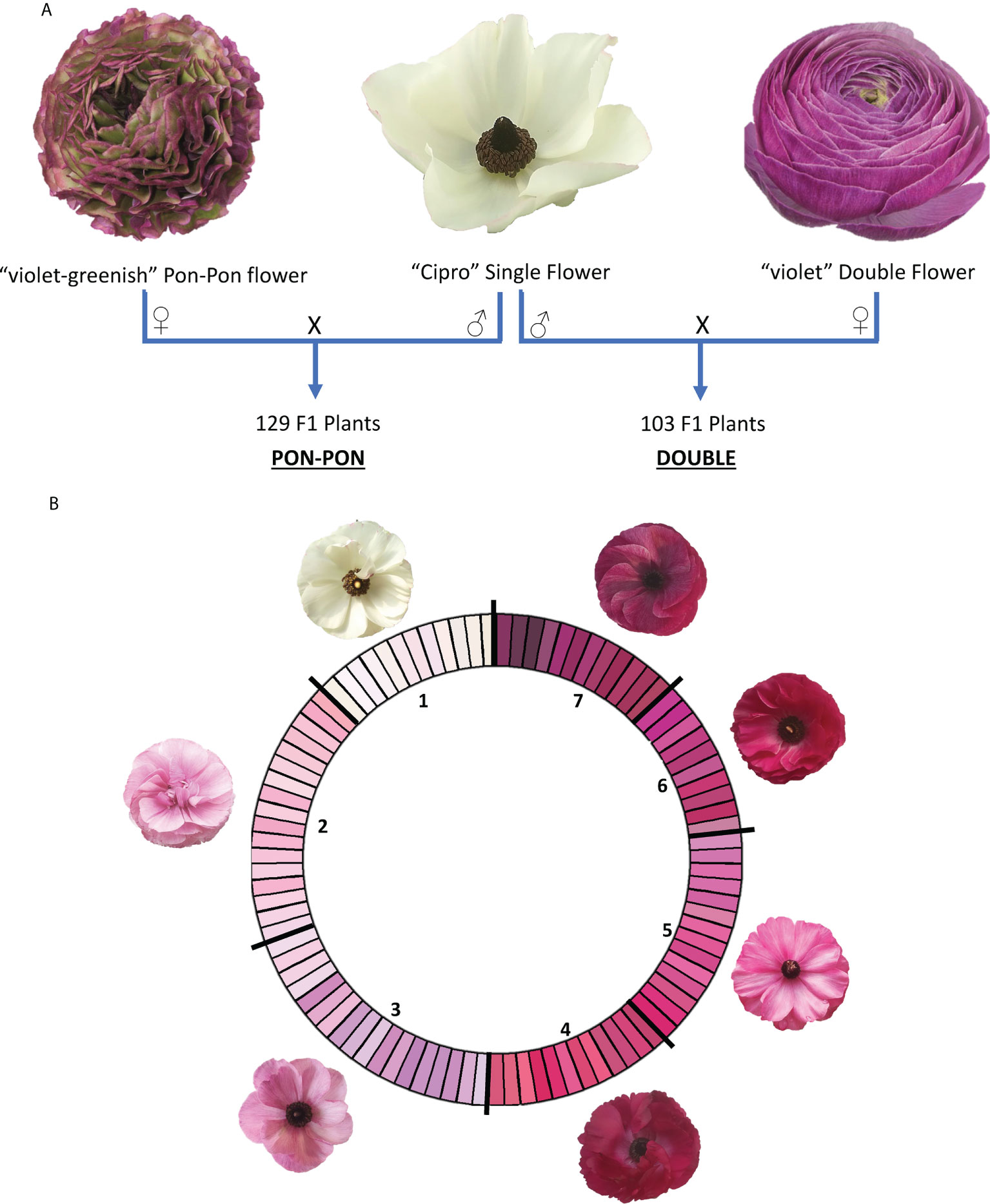 Frontiers First genetic maps development and QTL mining in Ranunculus asiaticus L image