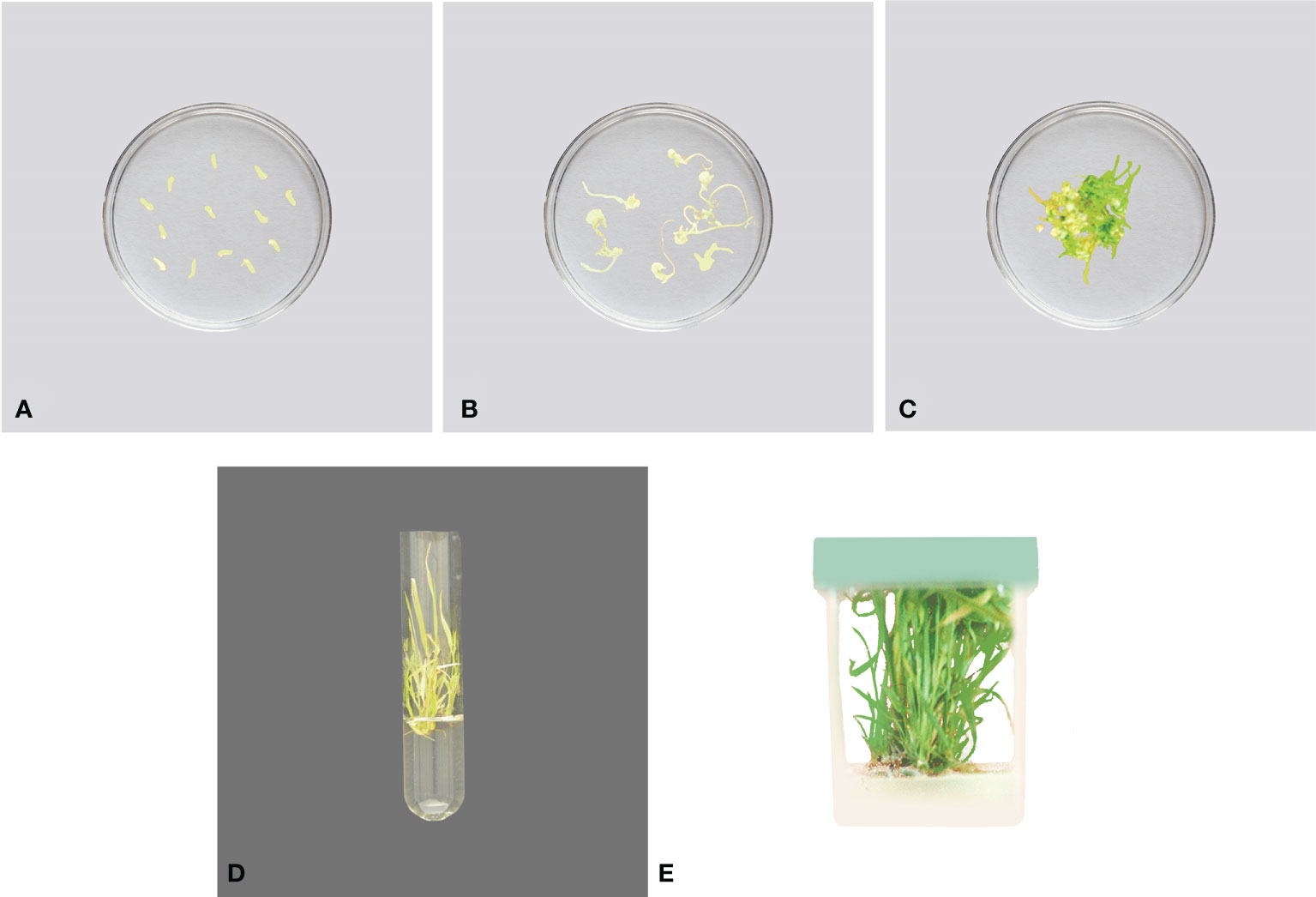 Frontiers Plants in vitro propagation with its applications in food