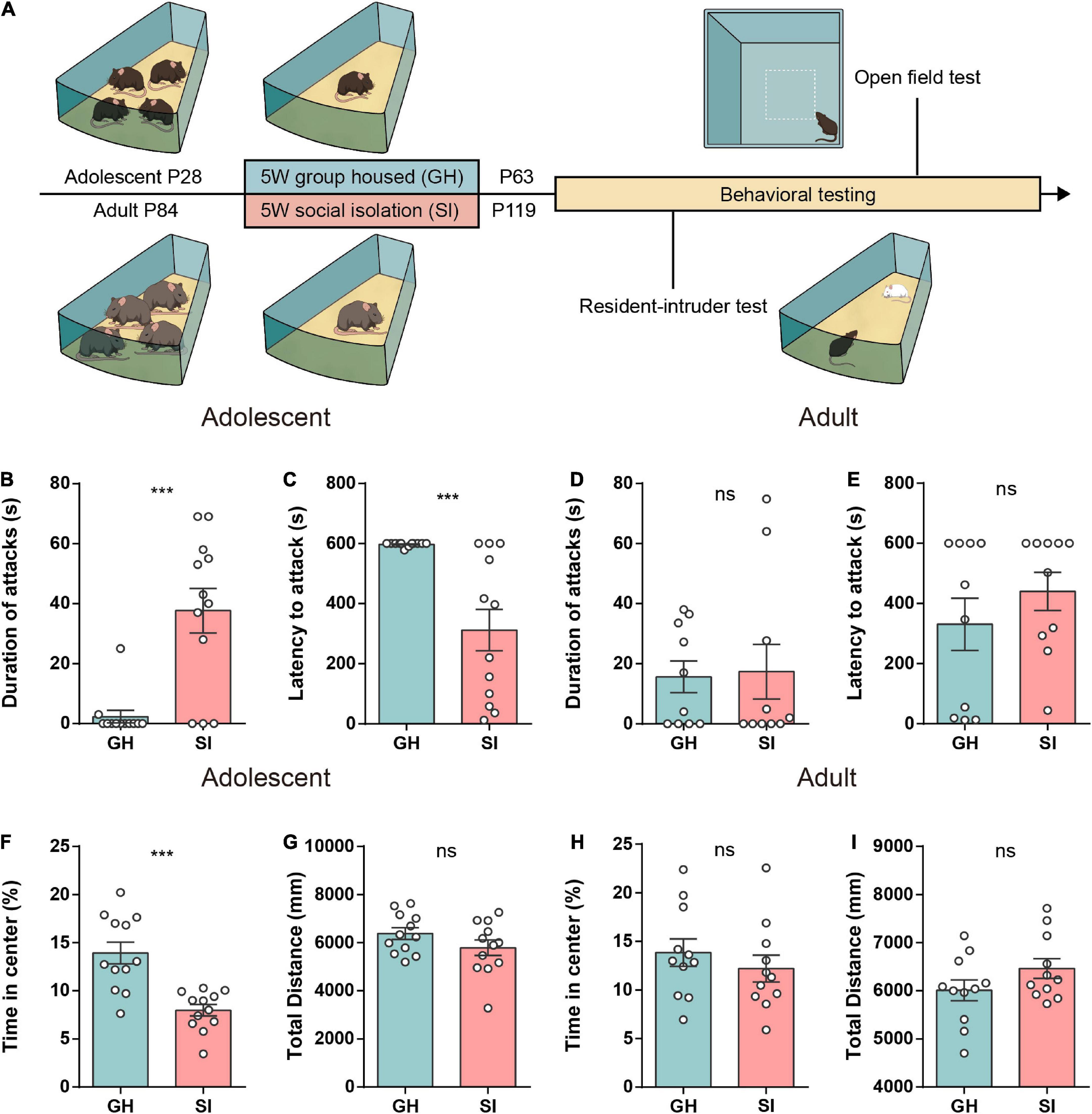 Frontiers  Experimental Social Stress: Dopaminergic Receptors, Oxidative  Stress, and c-Fos Protein Are Involved in Highly Aggressive Behavior