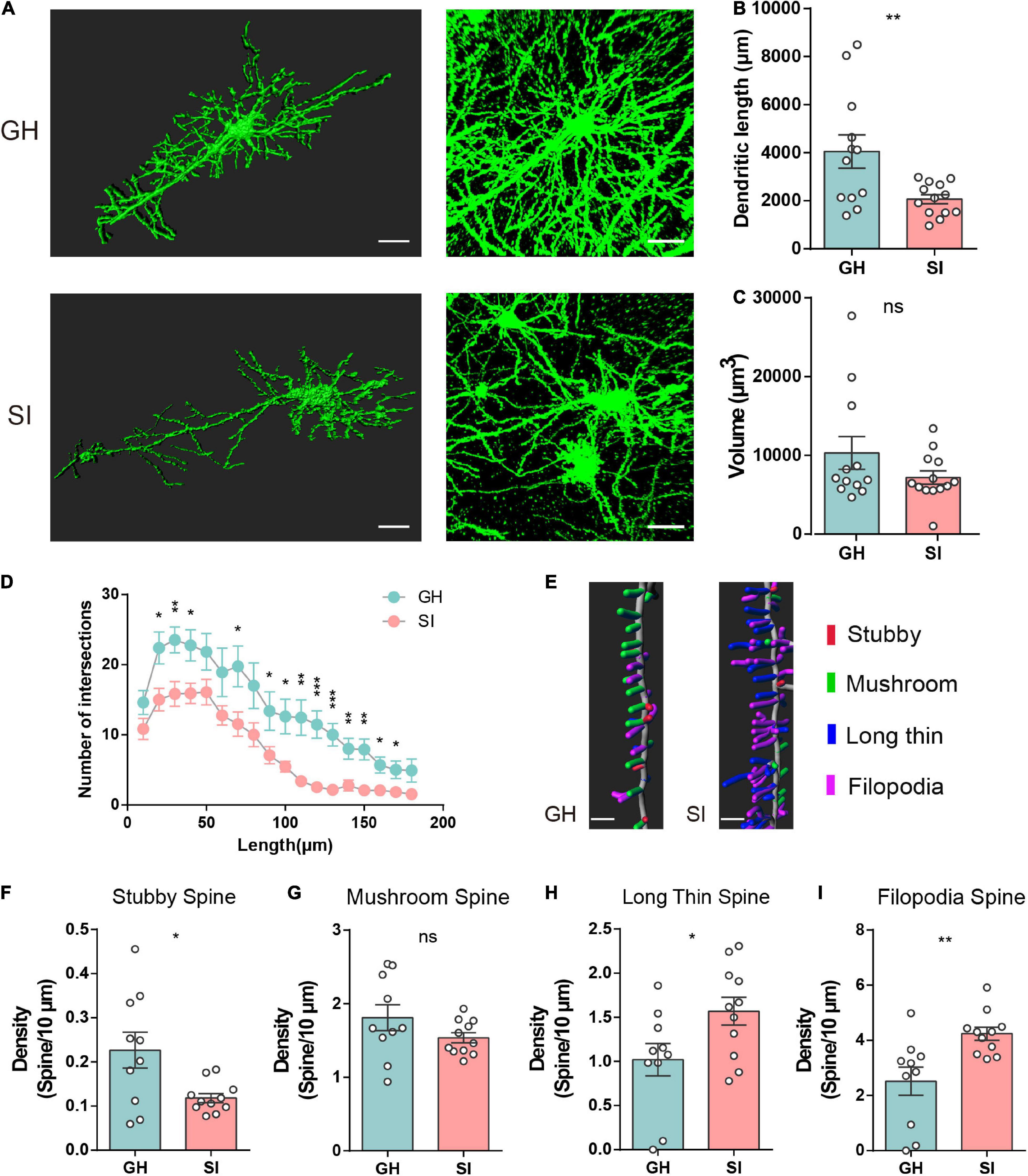 Frontiers  Experimental Social Stress: Dopaminergic Receptors, Oxidative  Stress, and c-Fos Protein Are Involved in Highly Aggressive Behavior