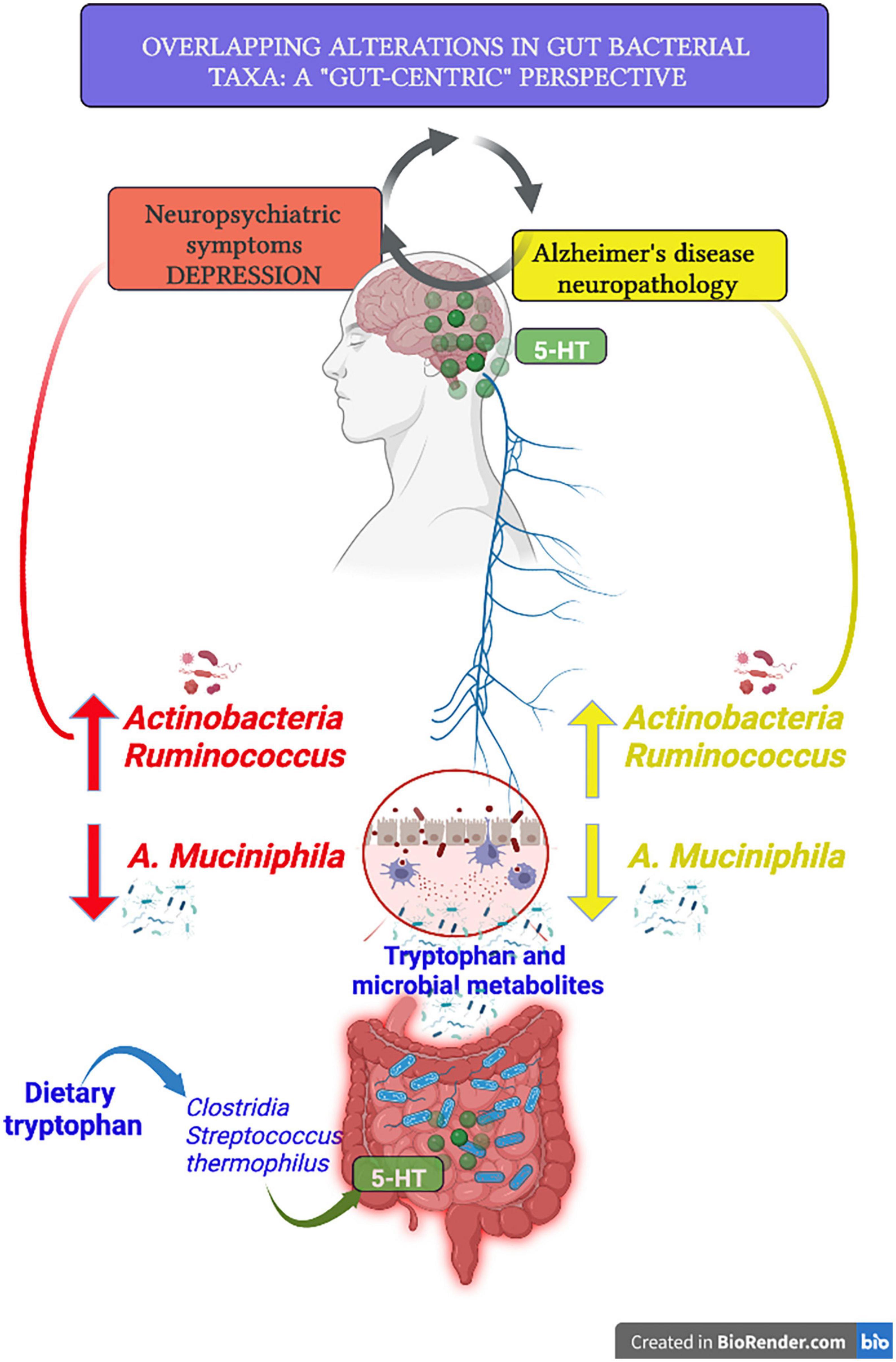 Brain aging in major depressive disorder: results from the ENIGMA