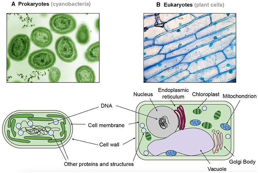 Figure 1 - (A) Prokaryotes, like cyanobacteria, are generally smaller and less complex than eukaryotic cells.