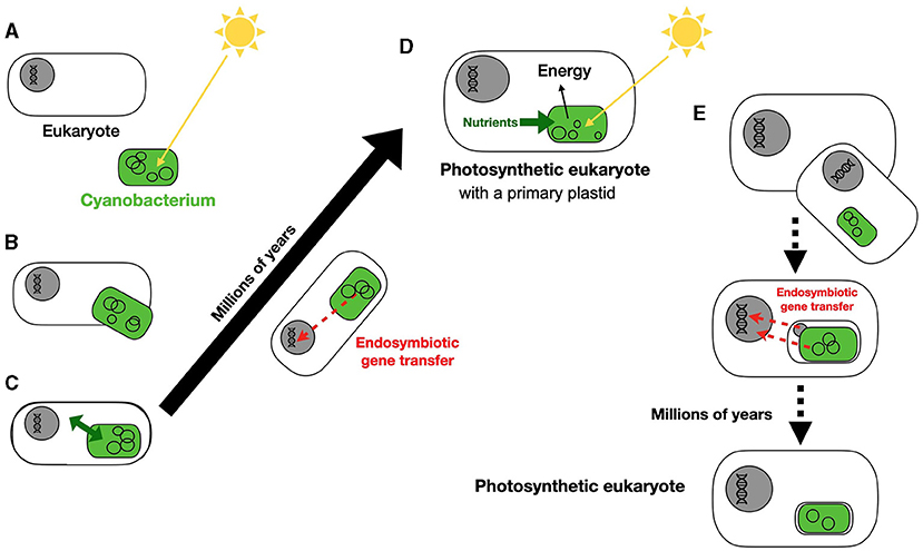 Figure 2 - (A) A eukaryote and a cyanobacterium living independently billions of years ago.