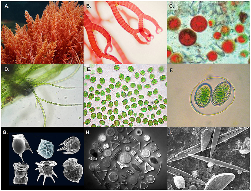 Figure 3 - (A–C) Examples of multicellular and unicellular red algae (Photo credits: Encyclopædia Britannica; Wikipedia Commons; Instruments Direct Services Limited).