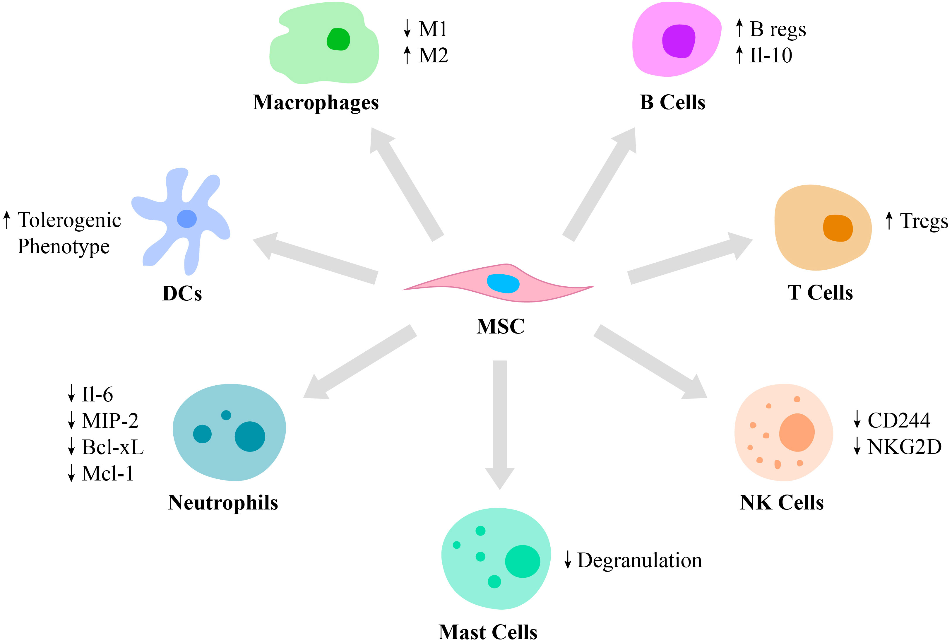 Mesenchymal stem cells: immunobiology and role in immunomodulation