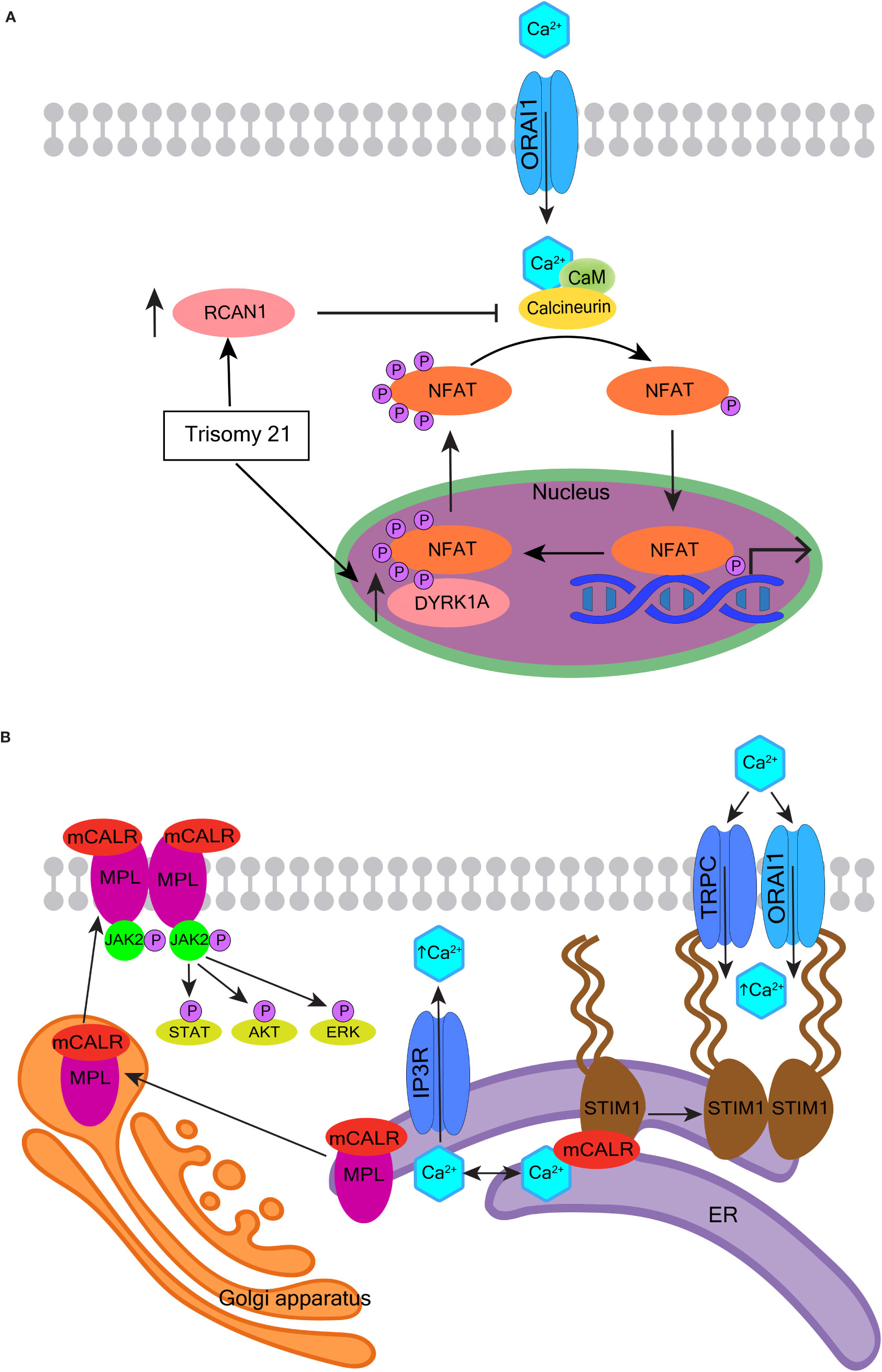 CAMKIIγ is a targetable driver of multiple myeloma through CaMKIIγ