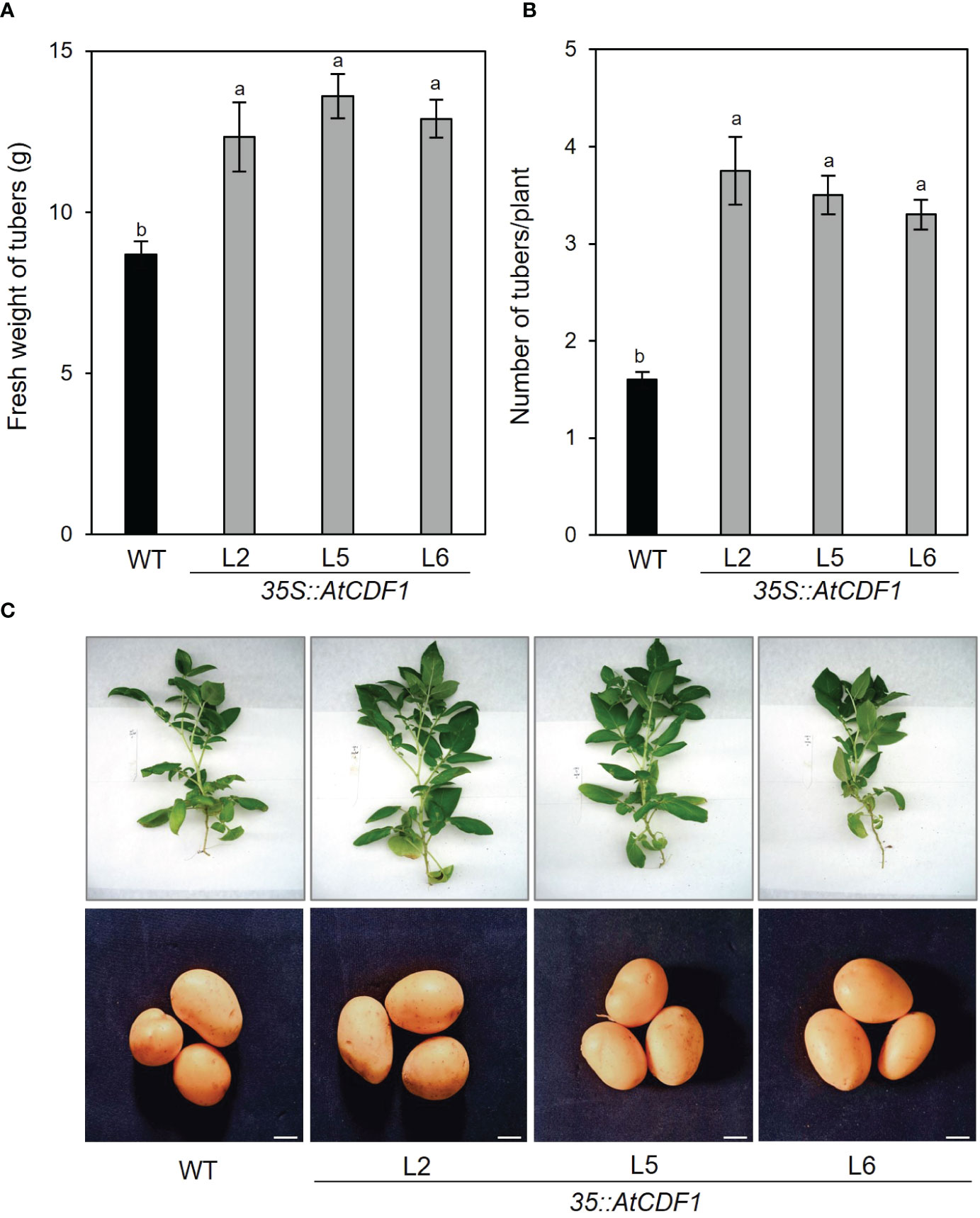 Frontiers Ectopic expression of the AtCDF1 transcription factor in potato enhances tuber starch and amino acid contents and yield under open field conditions picture image