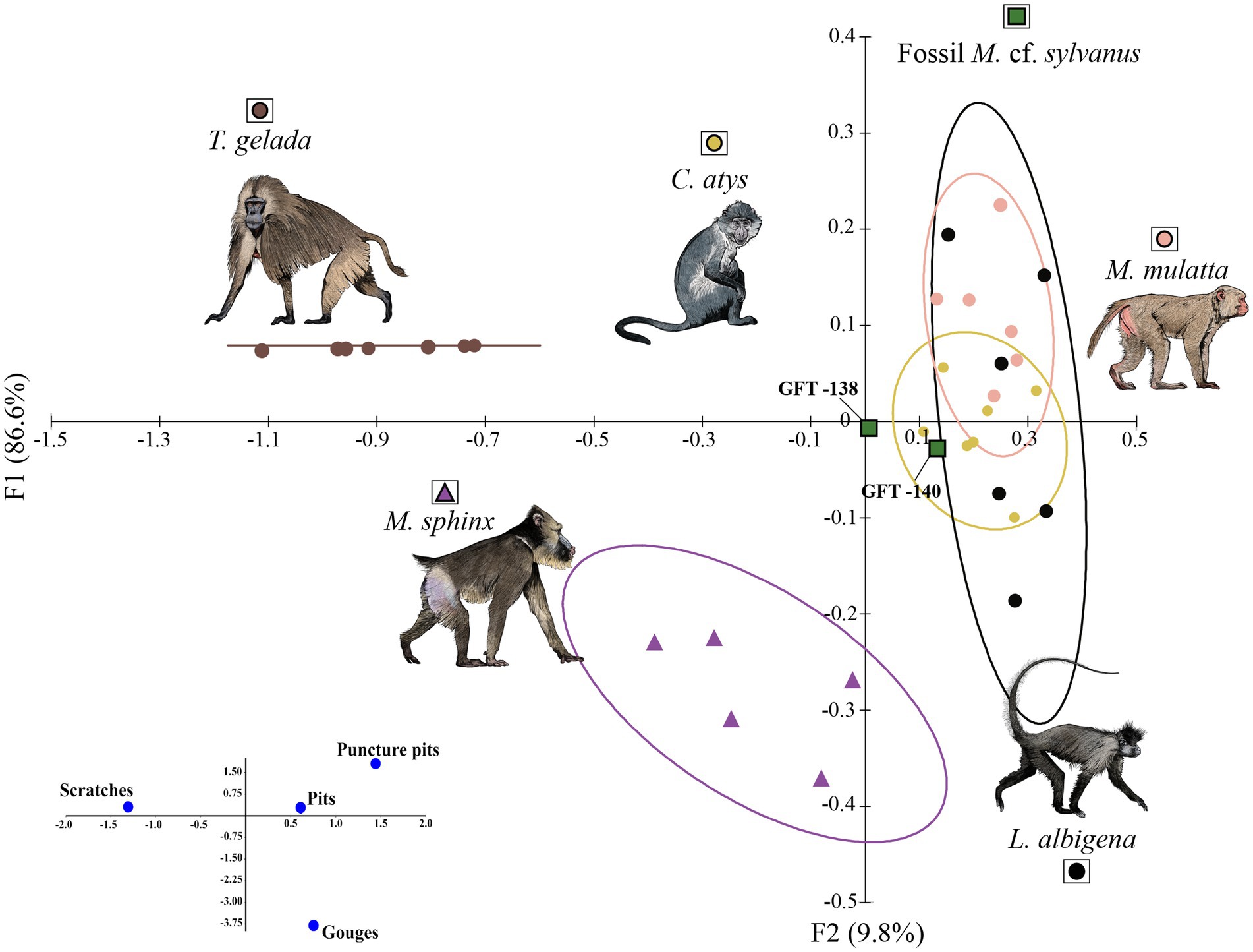 Paleontologists: Pleistocene Hyper-Carnivores Kept Giant Plant