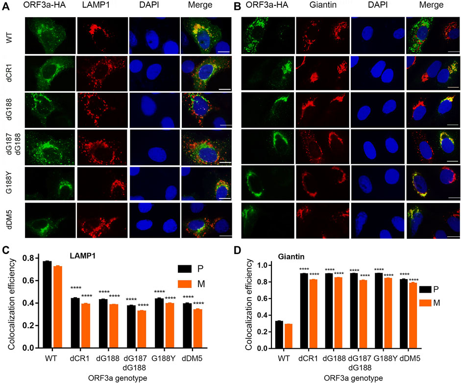 Frontiers  Understanding the Role of SARS-CoV-2 ORF3a in Viral