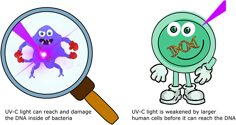 Figure 3 - High-energy UV-C light can only travel a short distance before losing its strength.