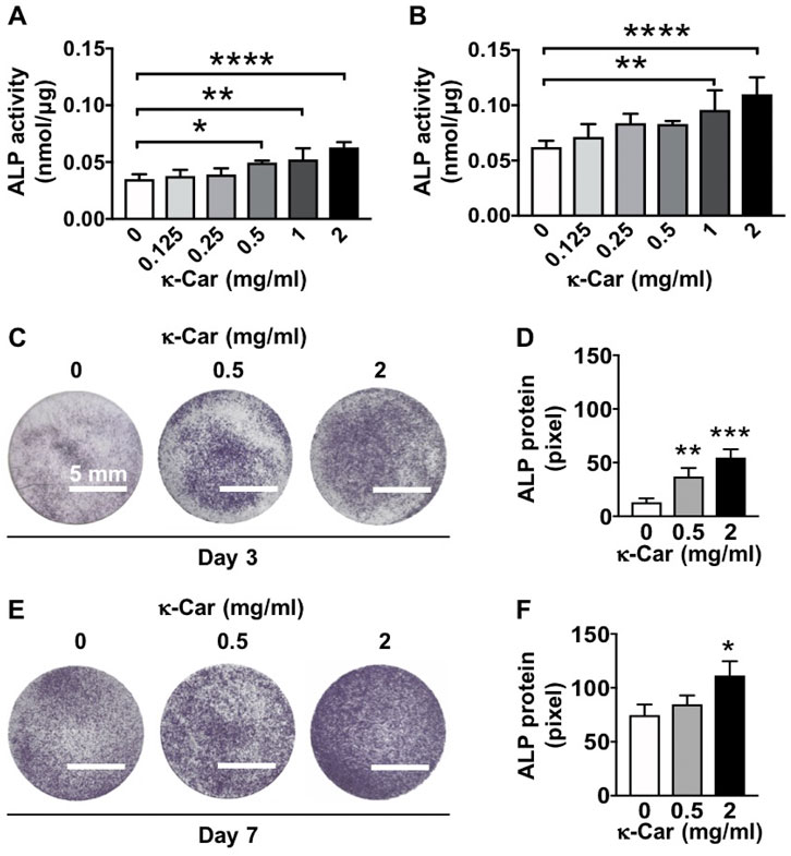 Frontiers Kappa-carrageenan-Functionalization of octacalcium phosphate-coated titanium Discs pre-osteoblast behavior and osteogenic differentiation