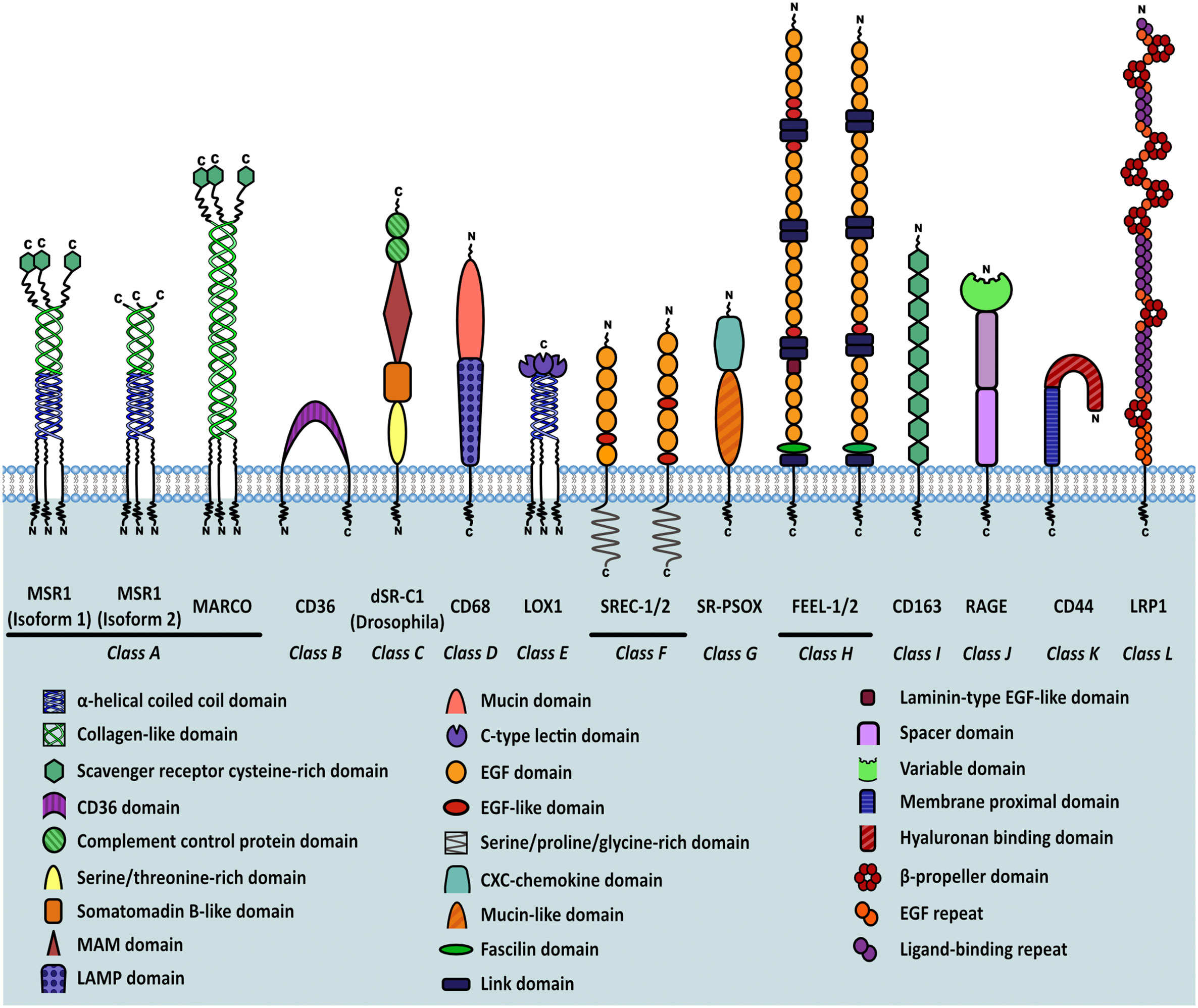 Frontiers | The role of macrophage scavenger receptor 1 (MSR1) in