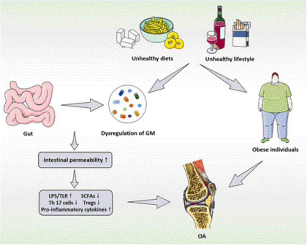 Frontiers The Effects And Significance Of Gut Microbiota And Its