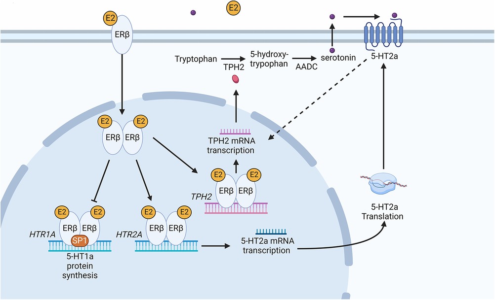 Frontiers | Recent advances in understanding adverse effects associated ...