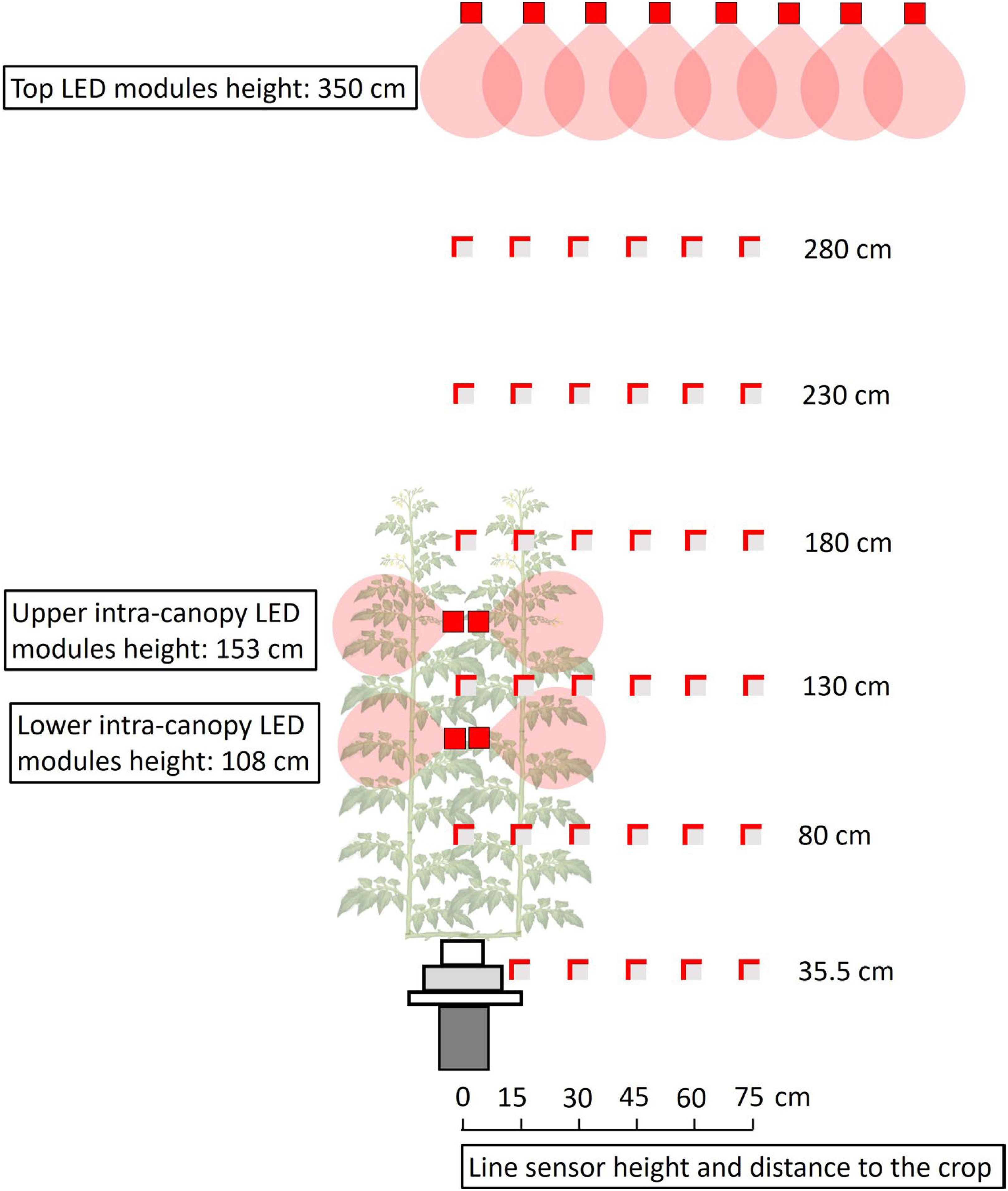 Frontiers  Consequences of intra-canopy and top LED lighting for  uniformity of light distribution in a tomato crop