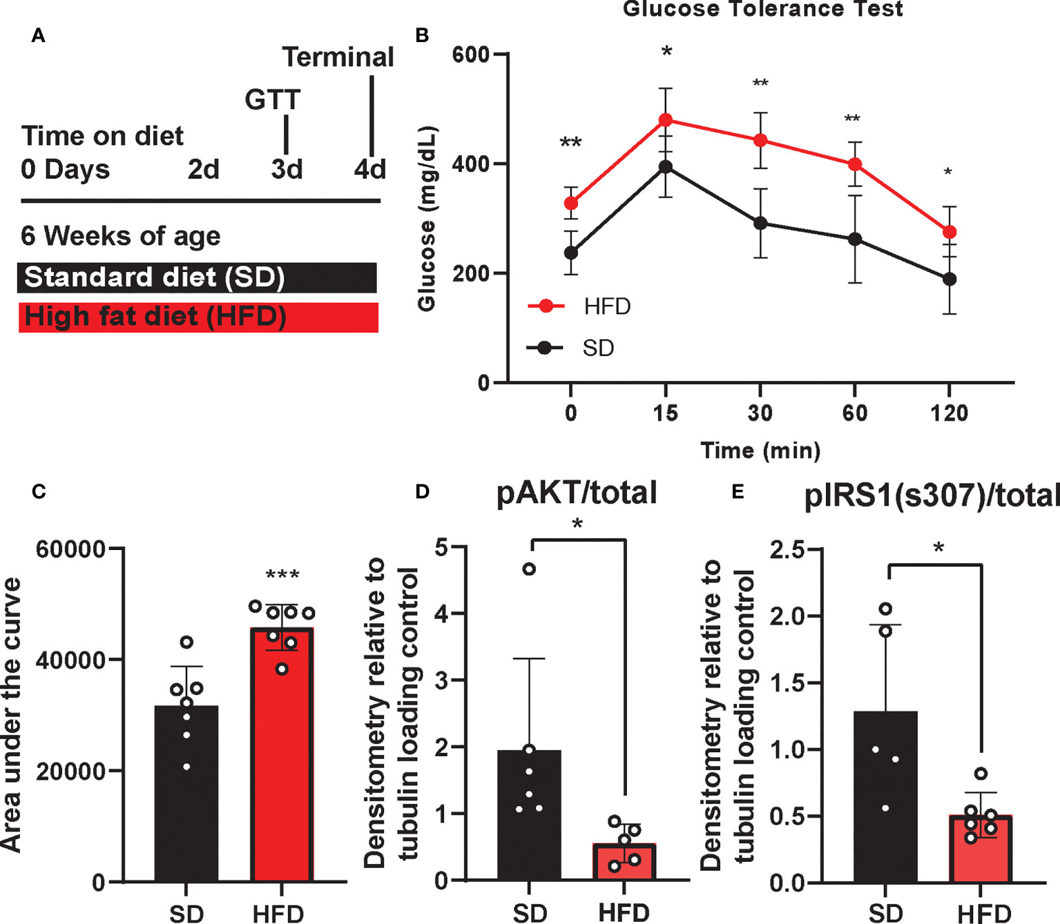Long-term consumption of high-fat diet impairs motor coordination without affecting the general motor activity
