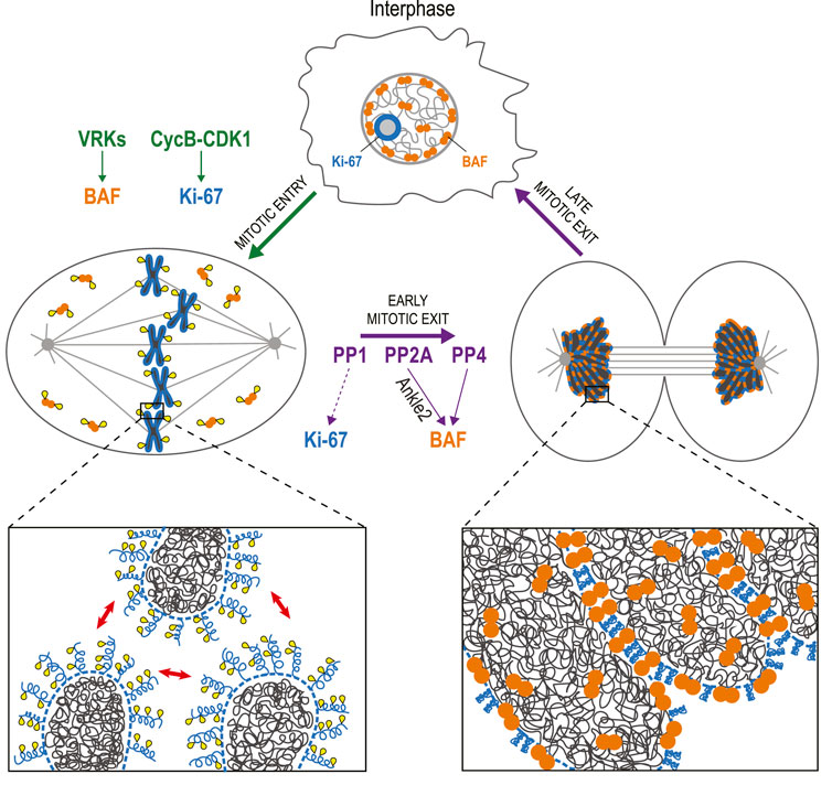 Cell cycle-specific phase separation regulated by protein charge blockiness