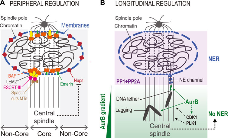 Cell cycle-specific phase separation regulated by protein charge blockiness