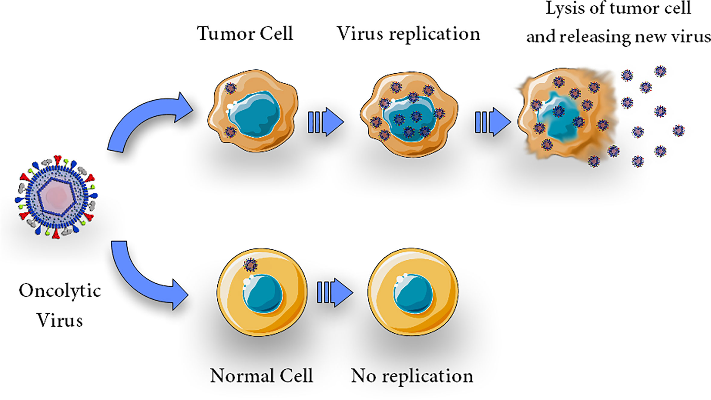 Frontiers  Immunovirotherapy: The role of antibody based
