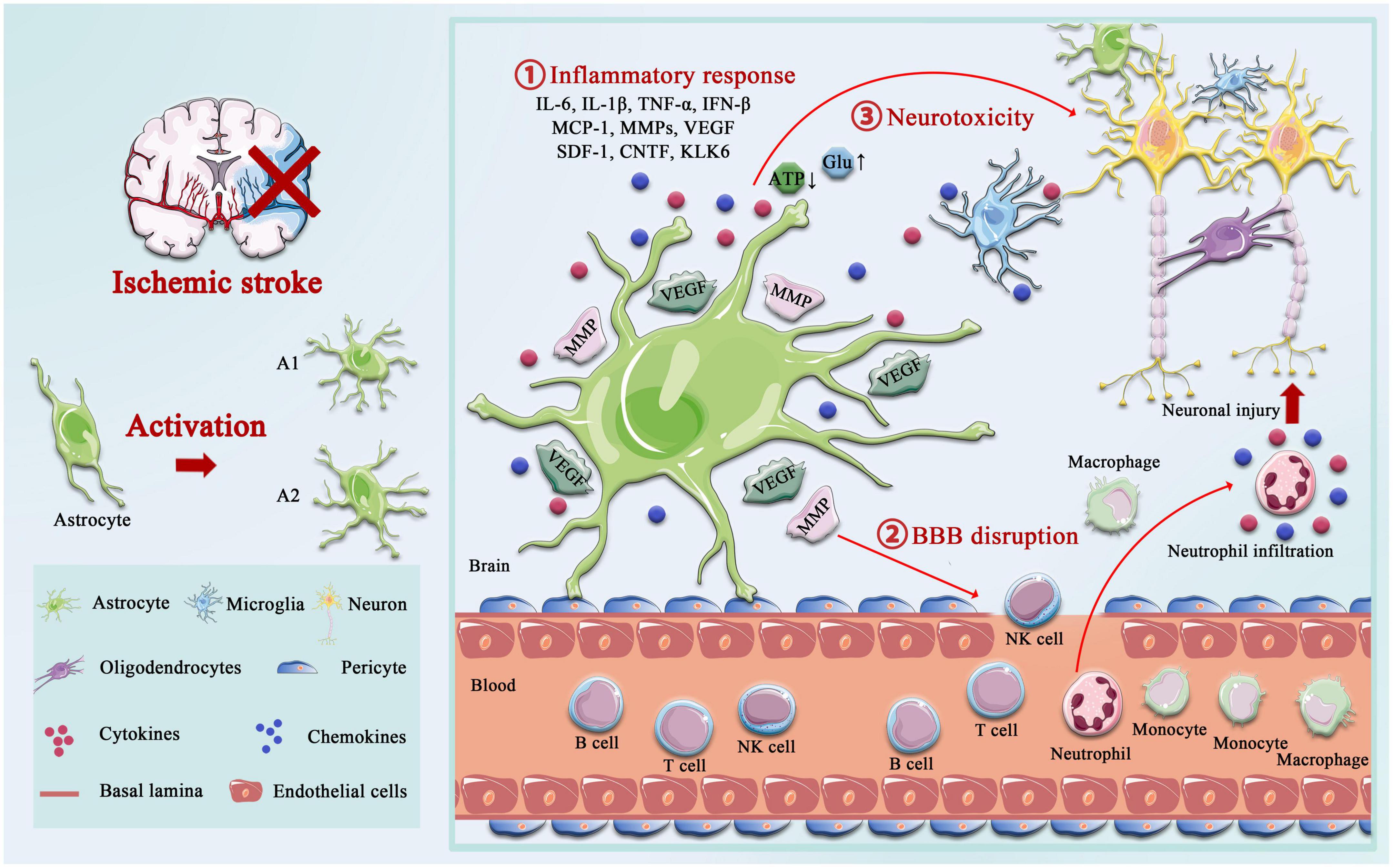 Frontiers  Astrocyte Glutamate Uptake and Signaling as Novel Targets for  Antiepileptogenic Therapy